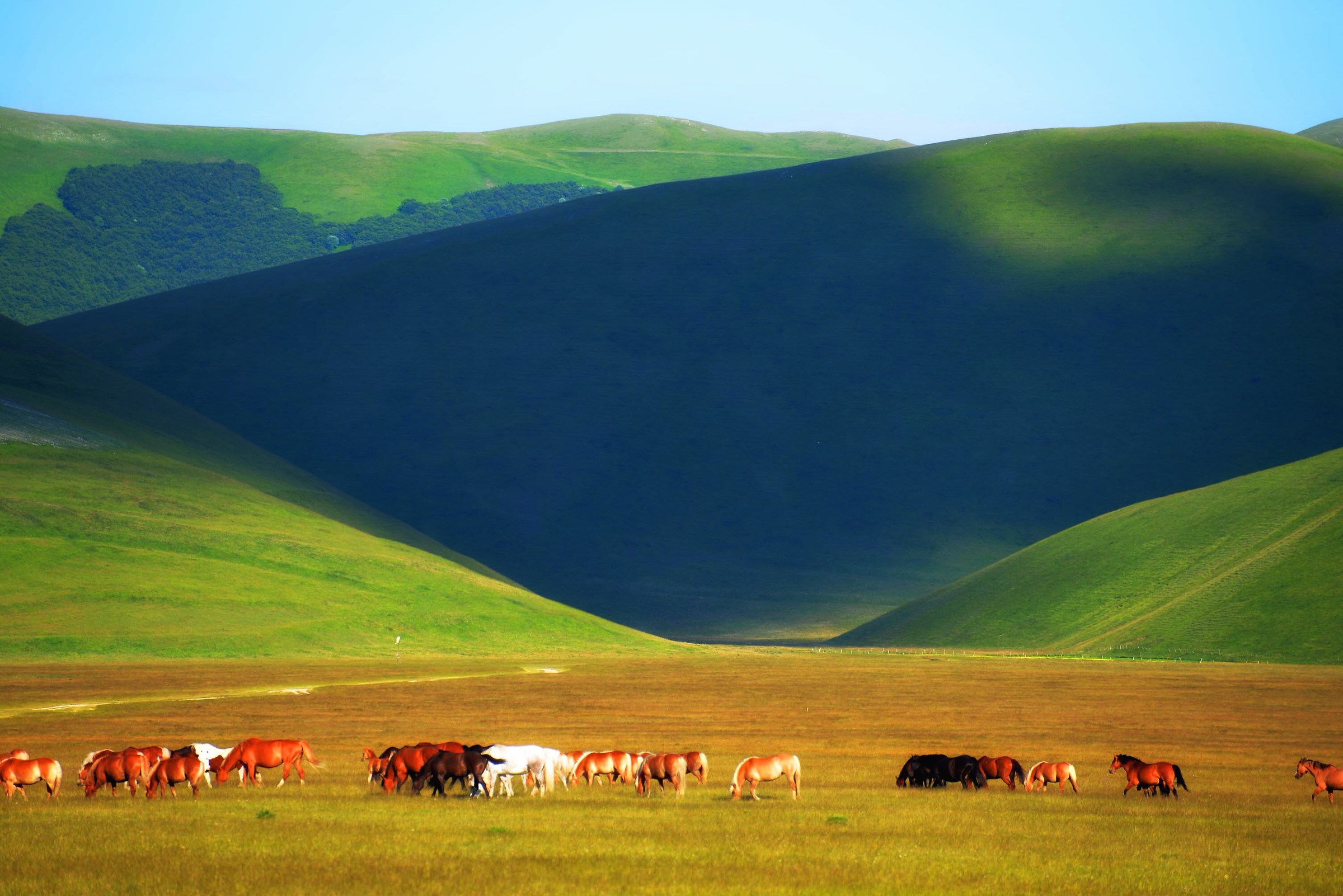 Cavalli a Castelluccio di Norcia...