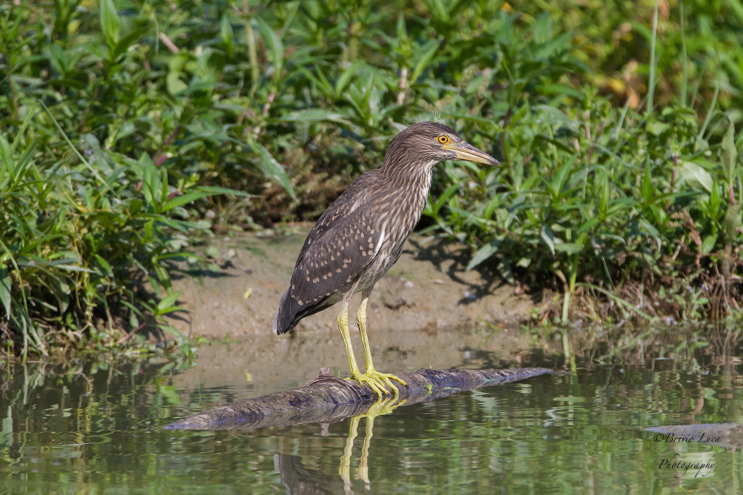 Night Heron...