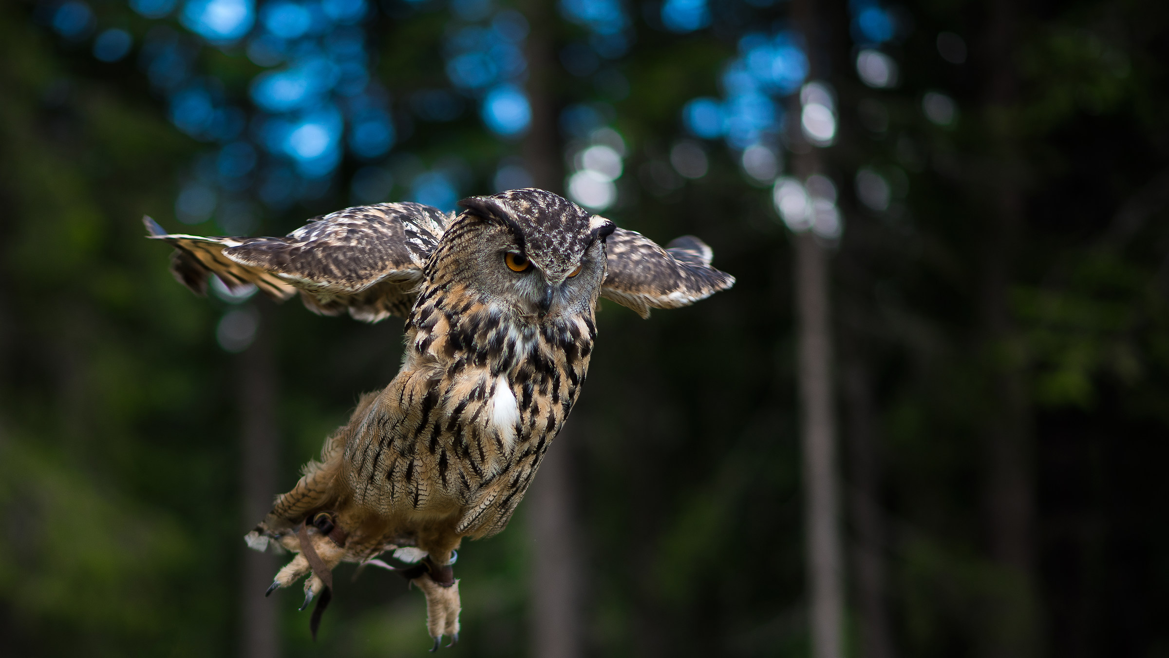 Royal owl...