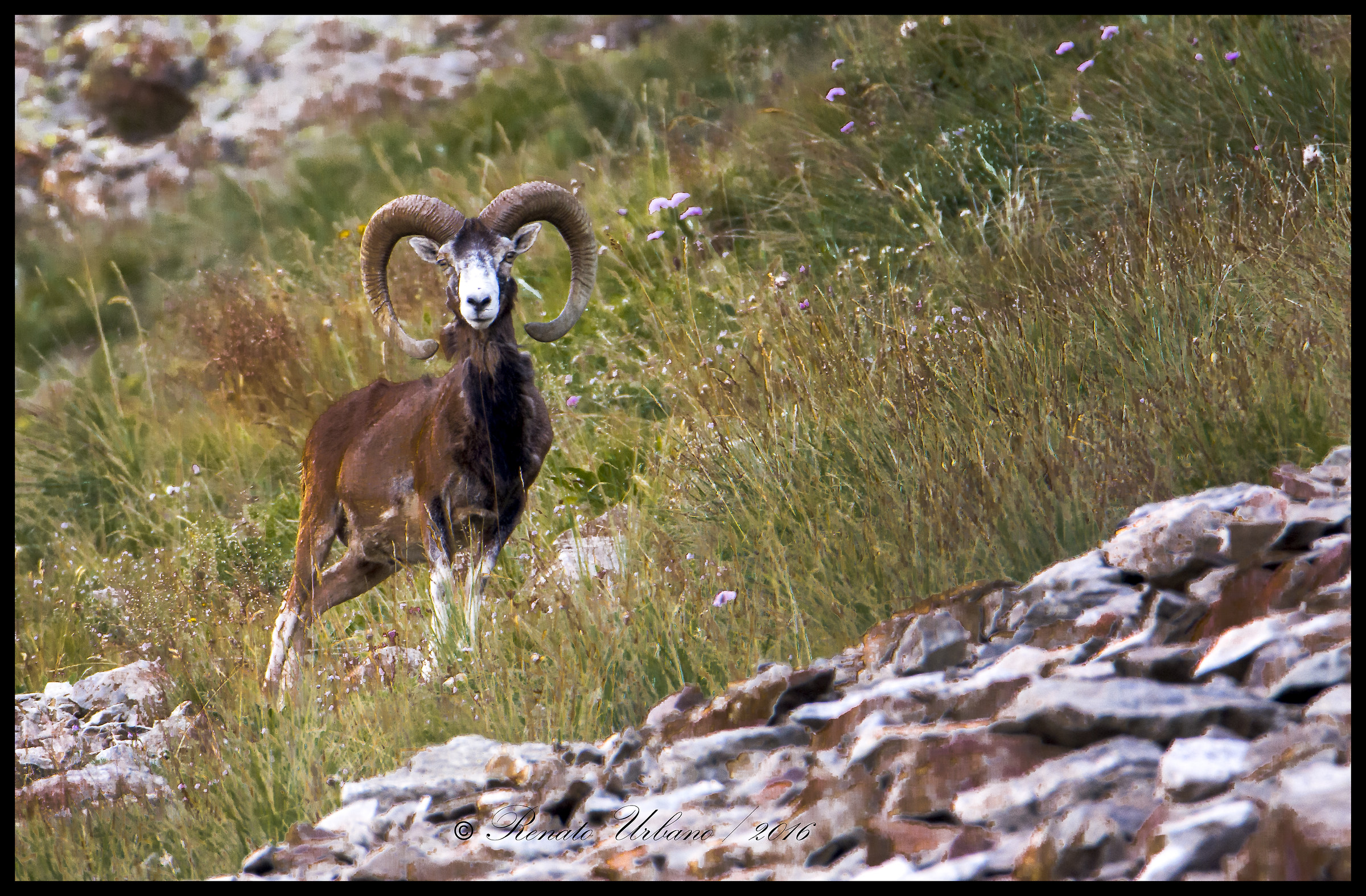 curious mouflon...
