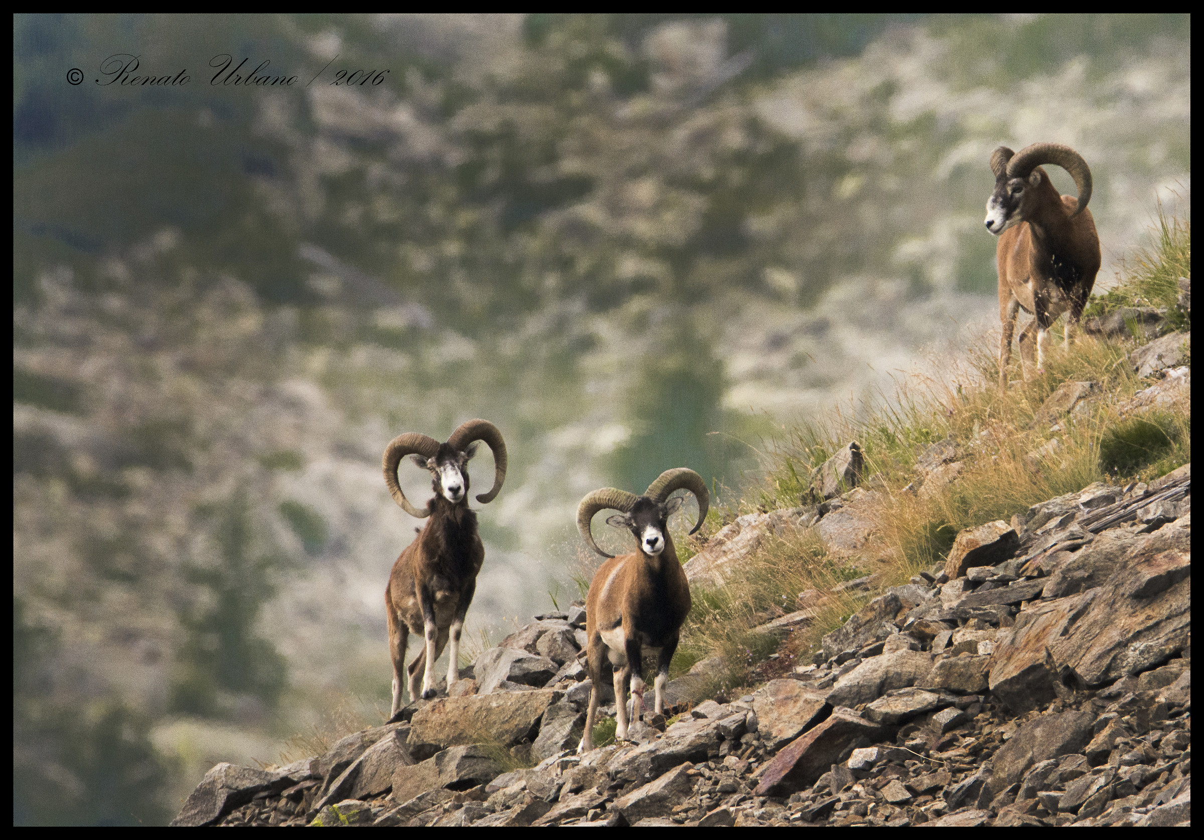 Male mouflon...