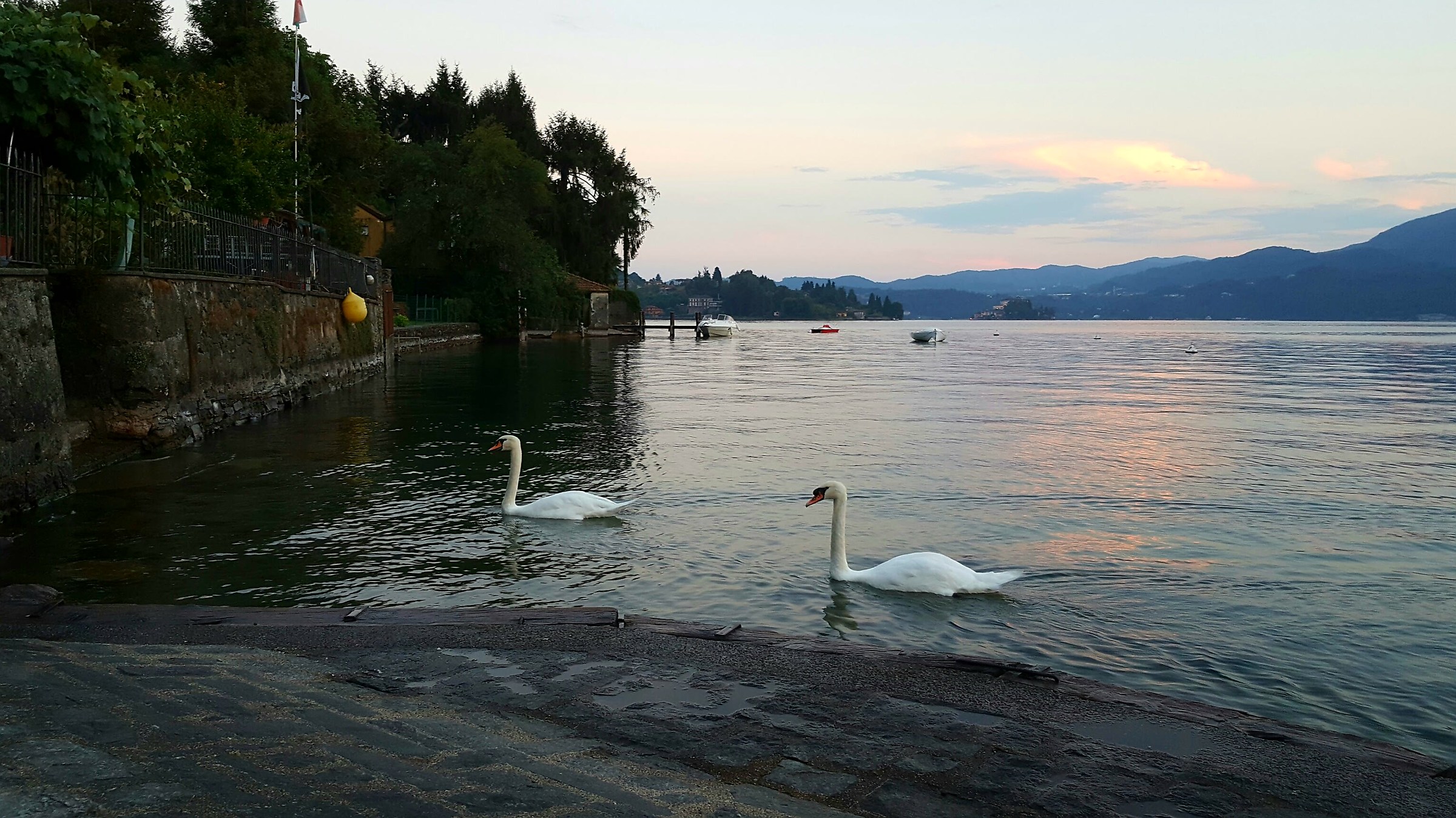 Swans at sunset...
