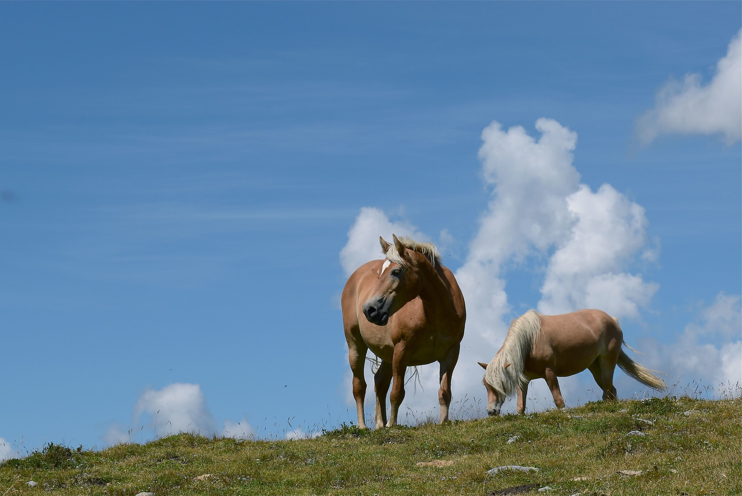 Avelengesi on Villandro alp...