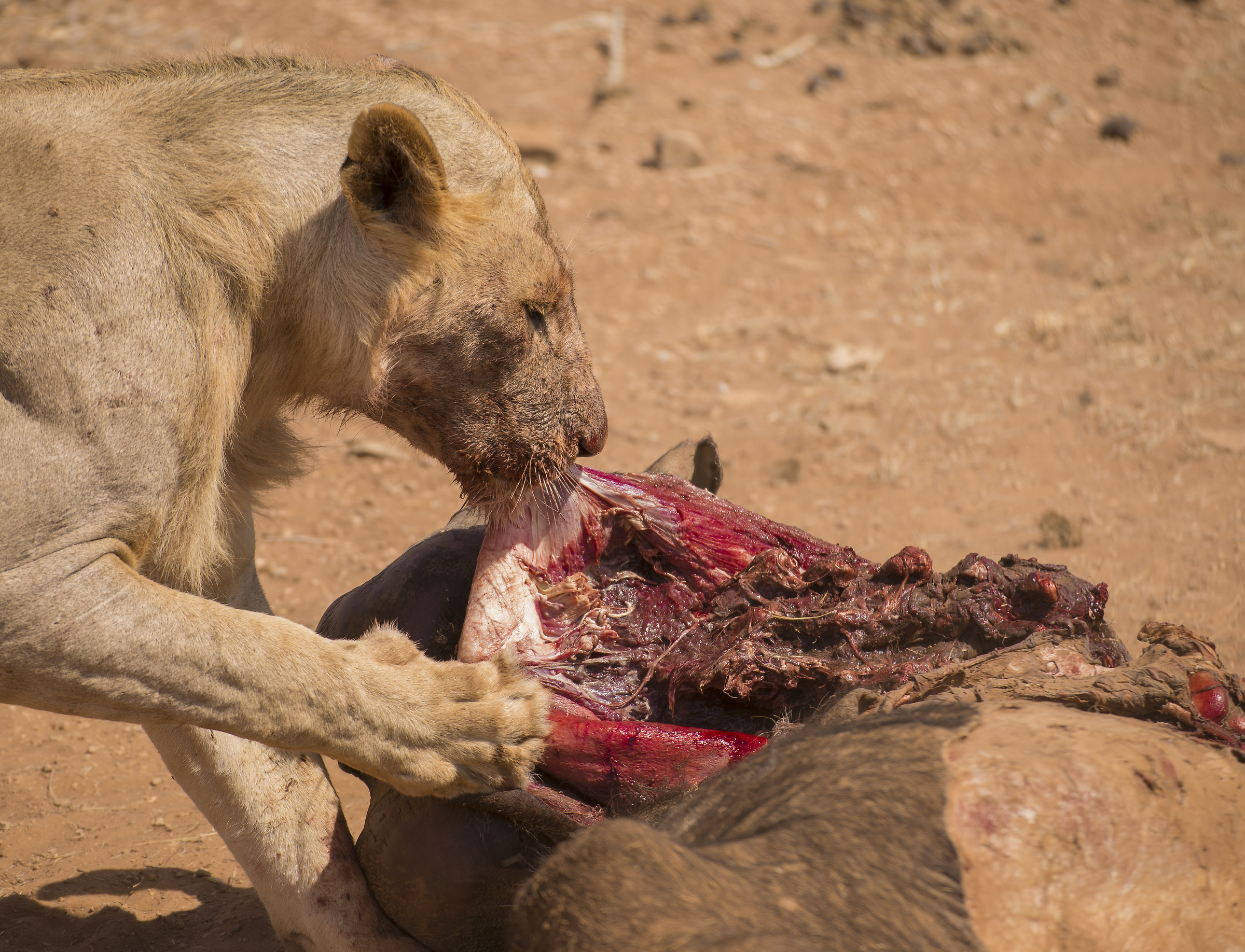 lunch is ready...