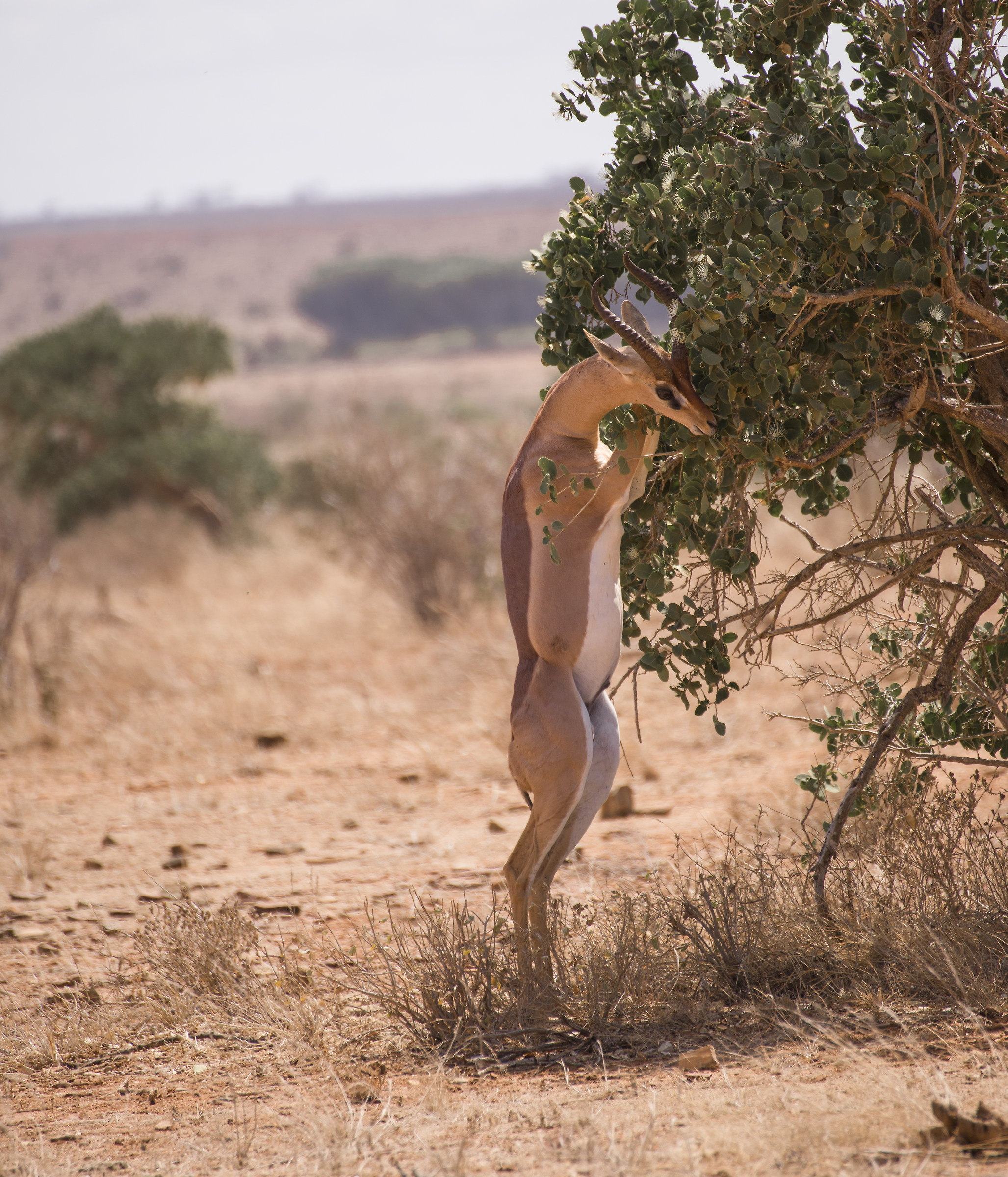 antelope giraffe...