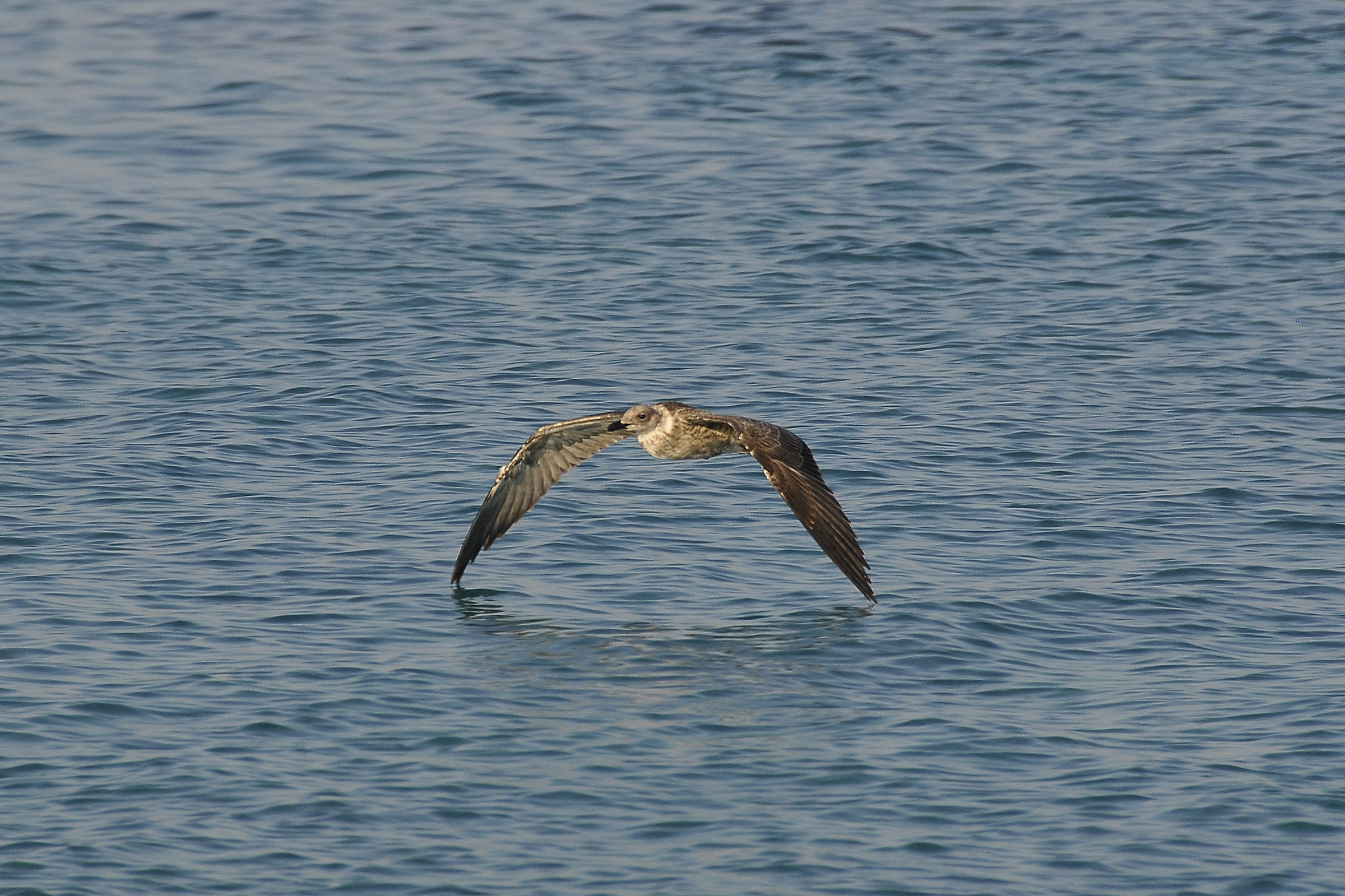 flying low...