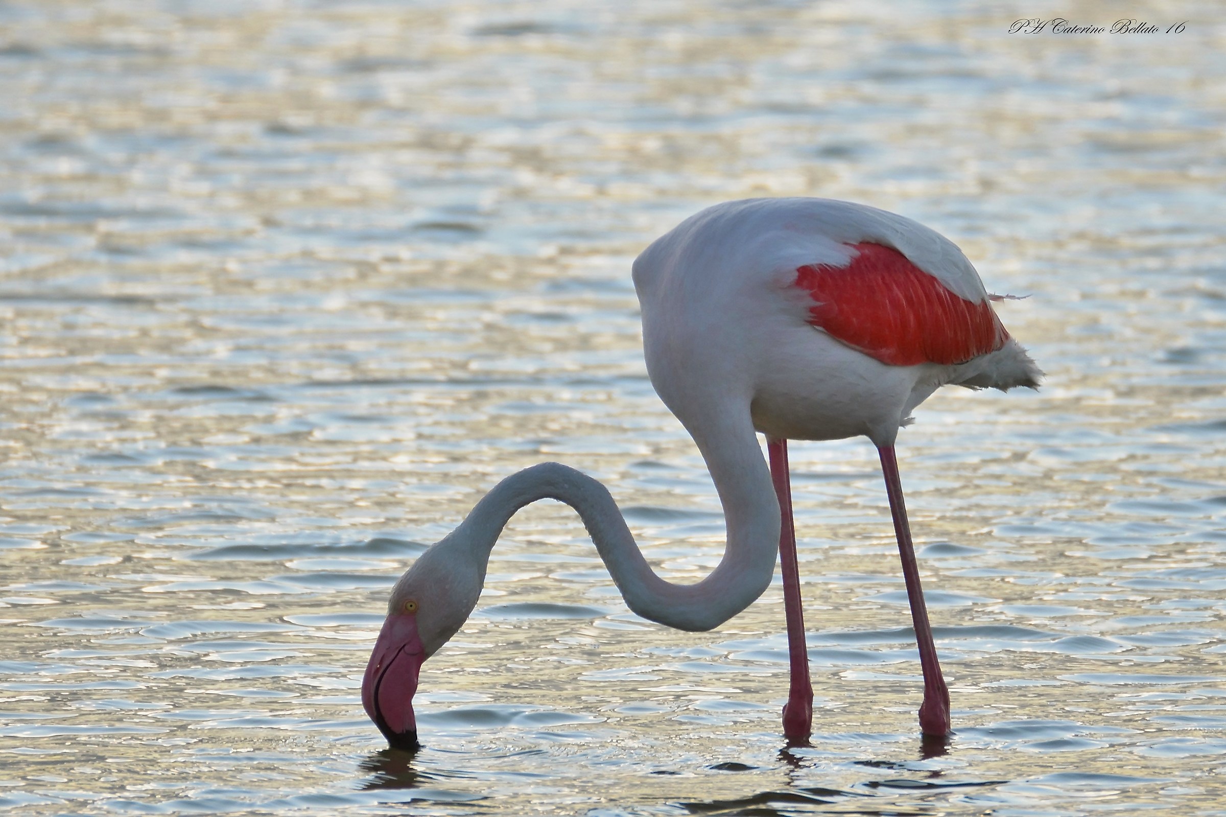 Pink flamingo Po Delta Porto Levante (ro)...