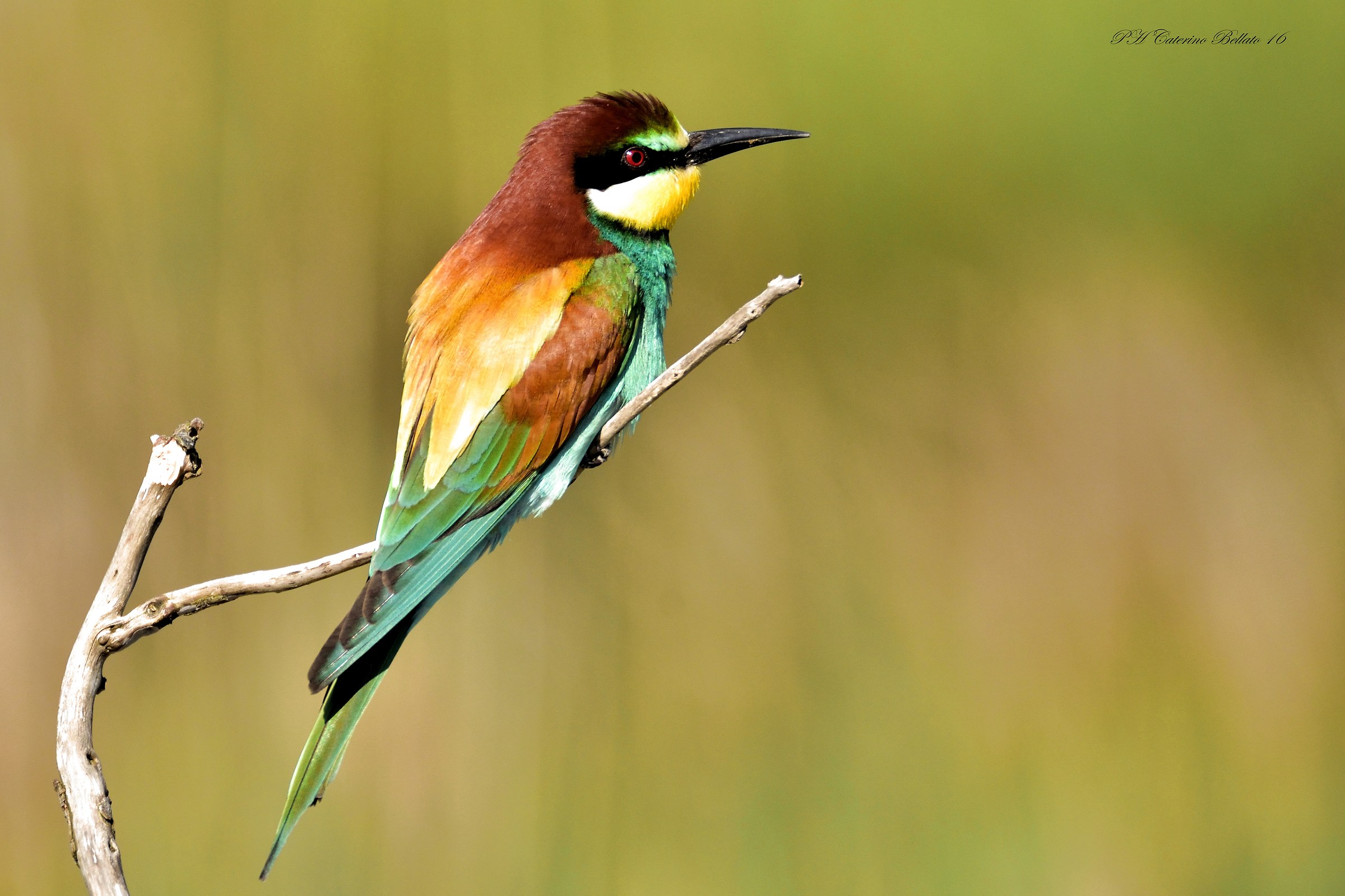 Bee Eater...