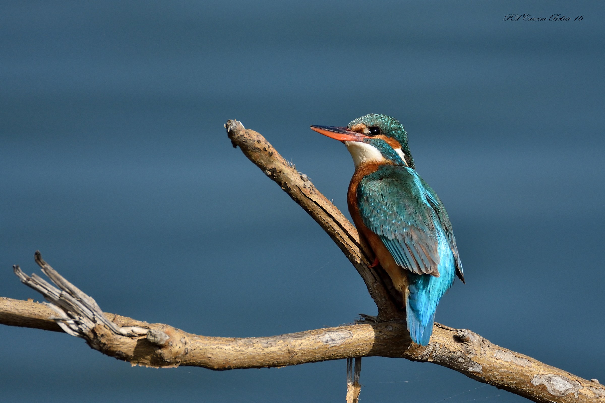 The look of the Kingfisher female...