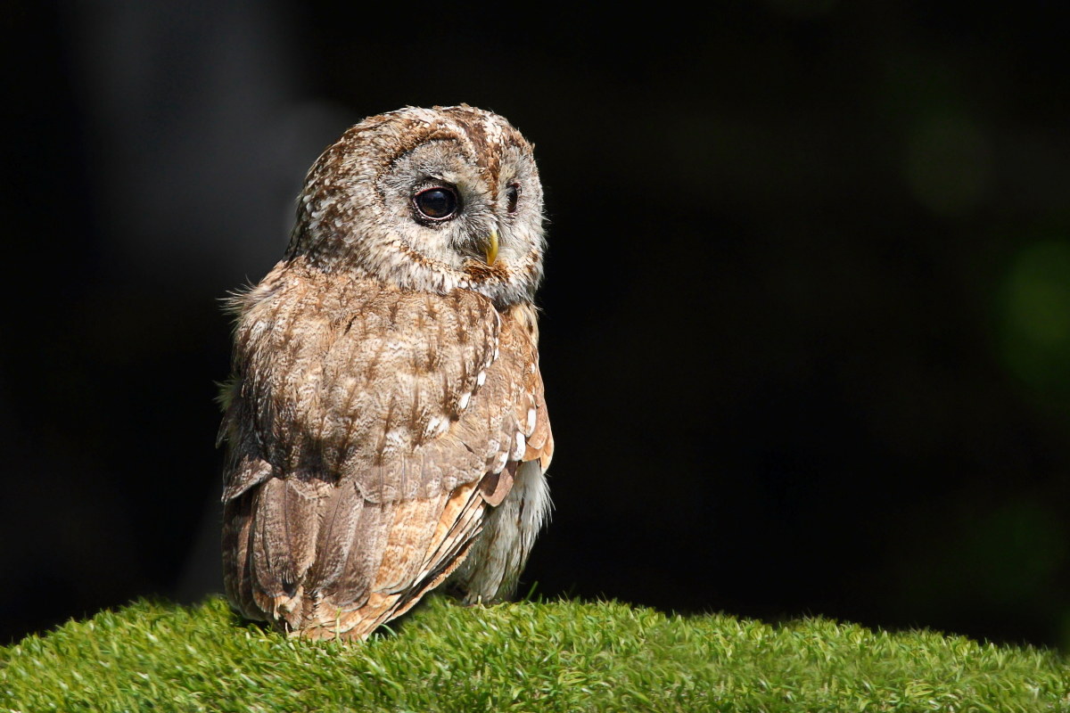 tawny owl...