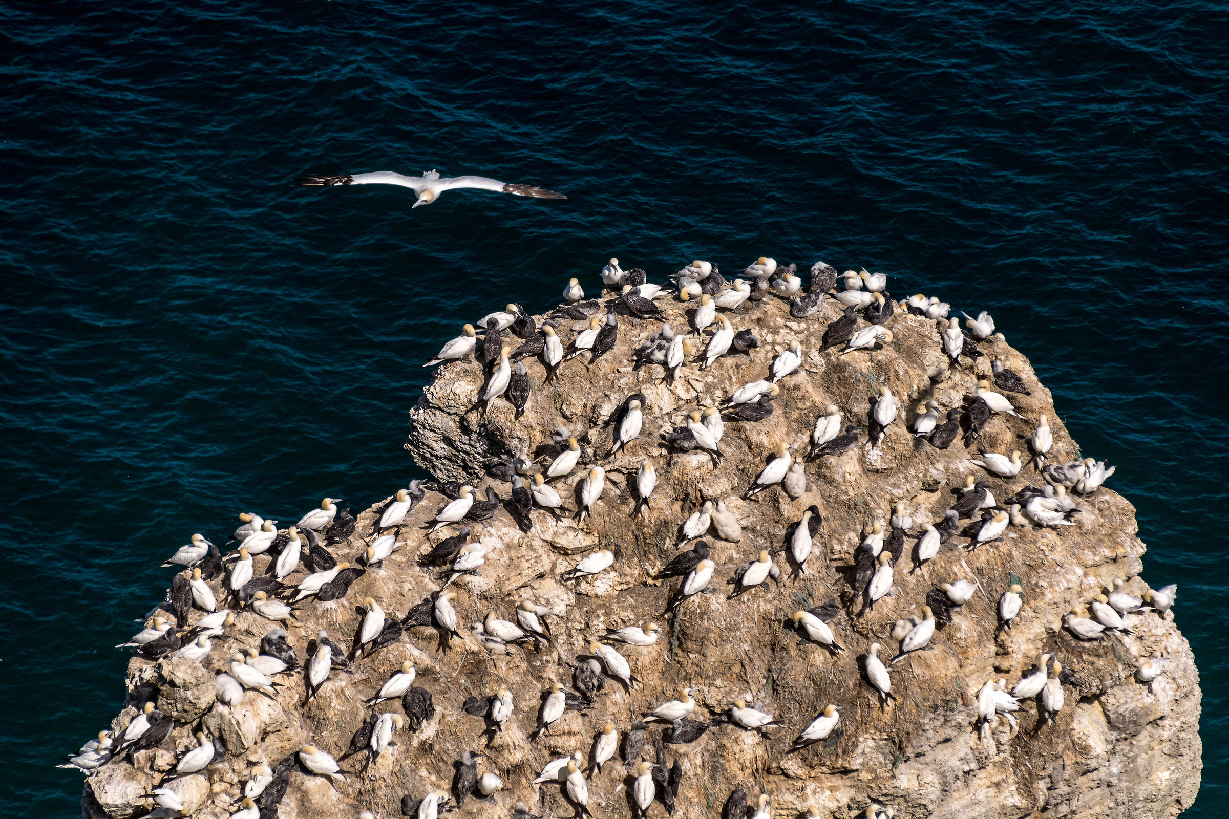 The Amazing Colony of Gannets at Bempton Cliffs...