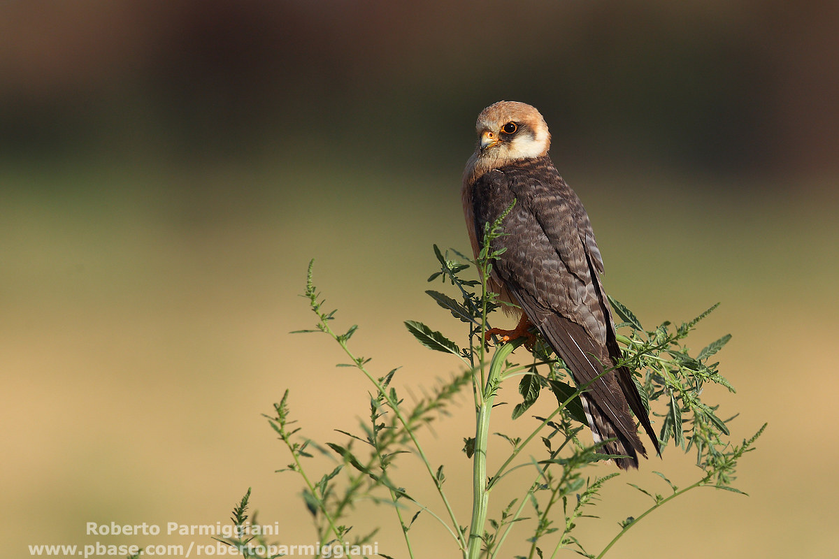 Red-footed falcon...