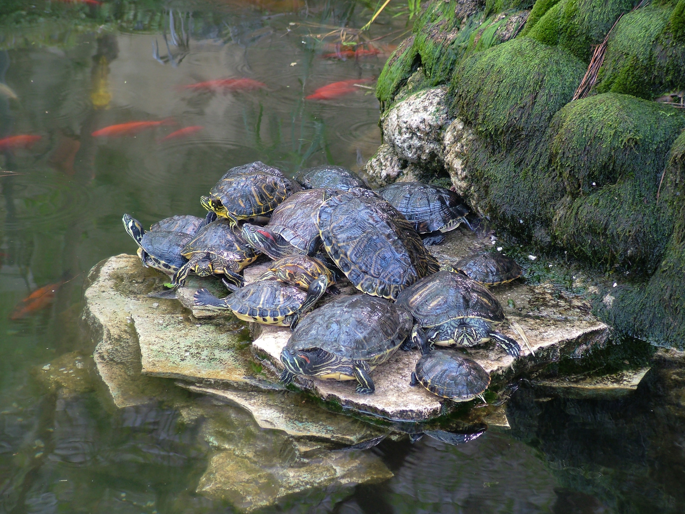 Turtle Family...