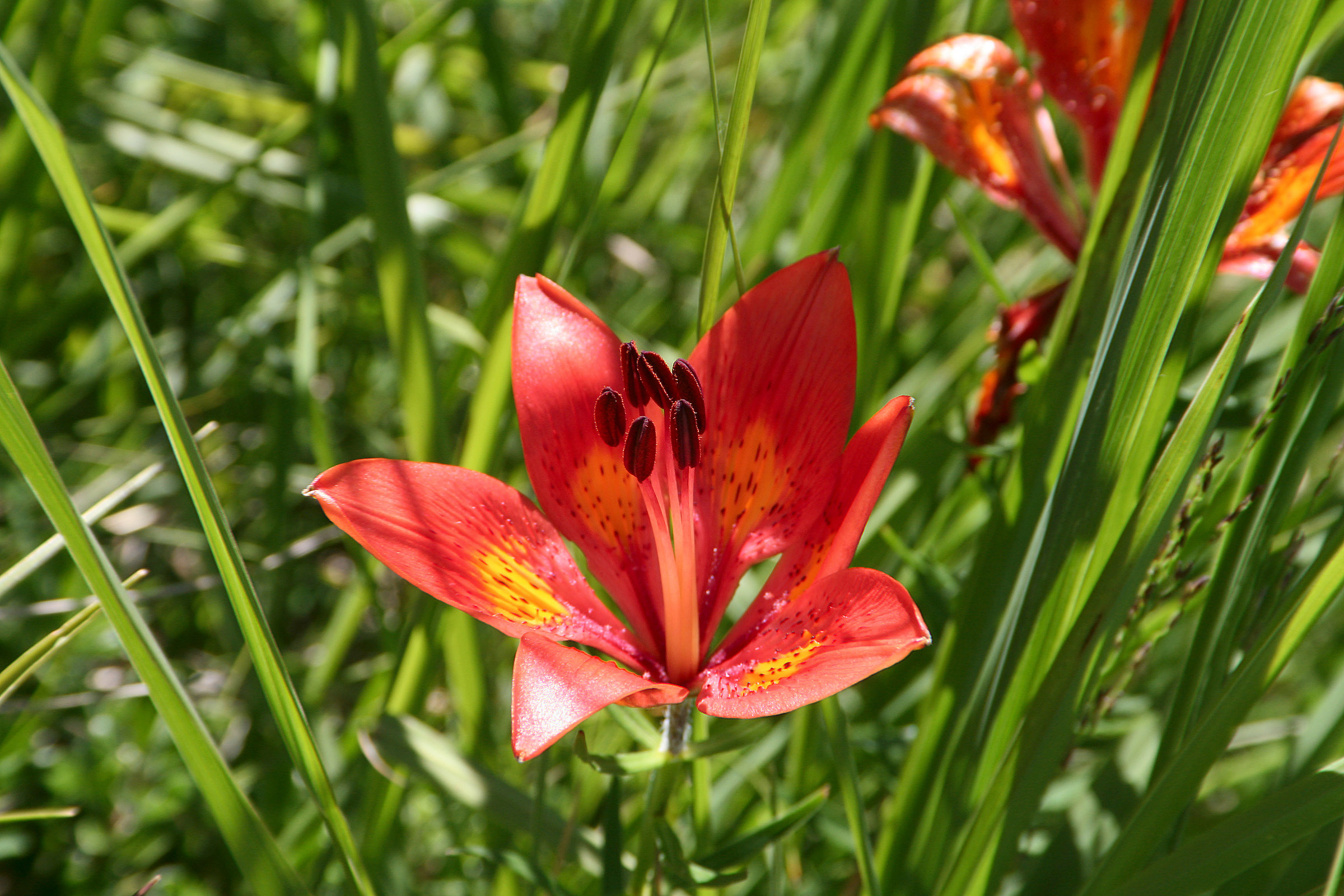 Lilium bulbiferum, Red lily or St. John...