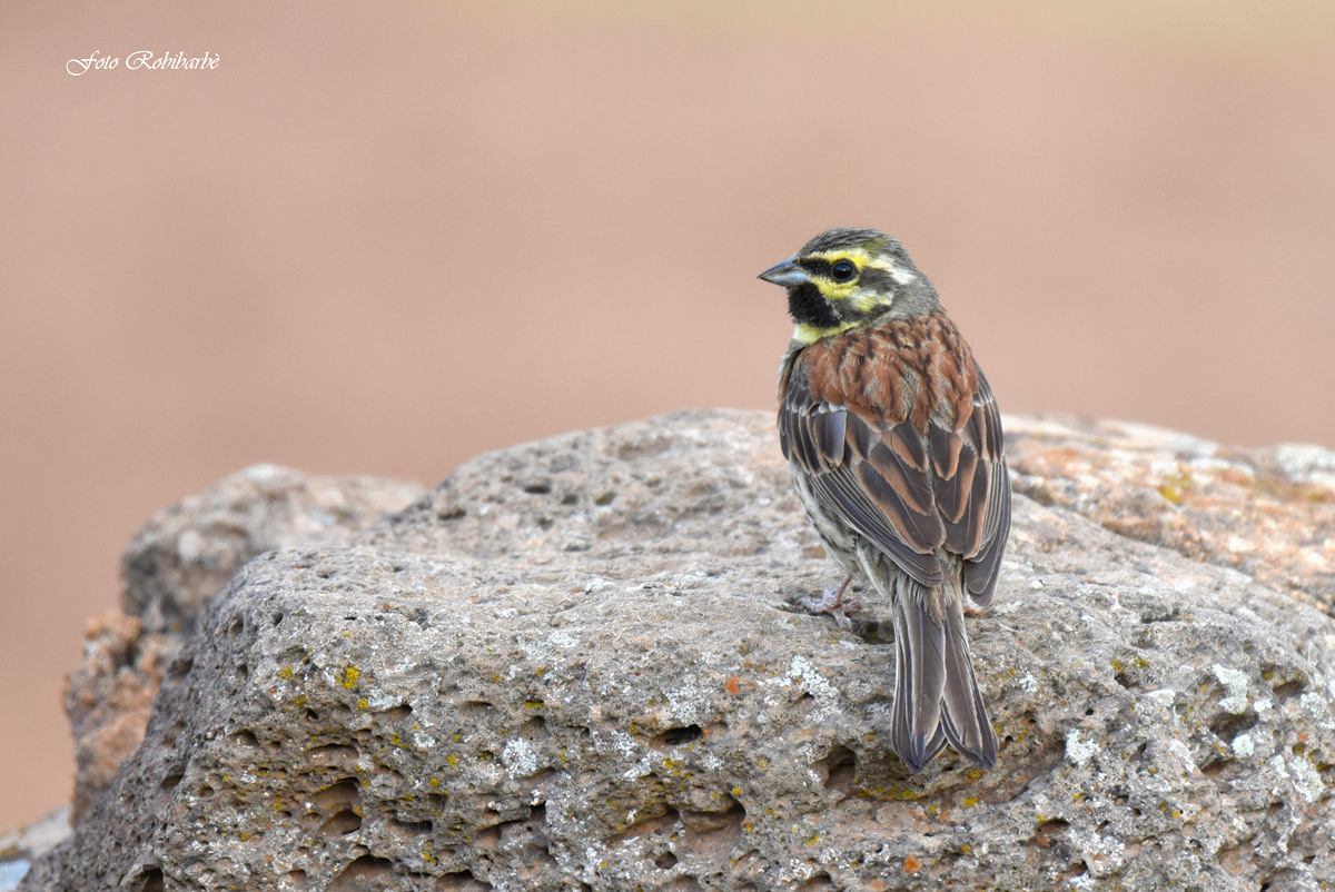 Black bunting ......