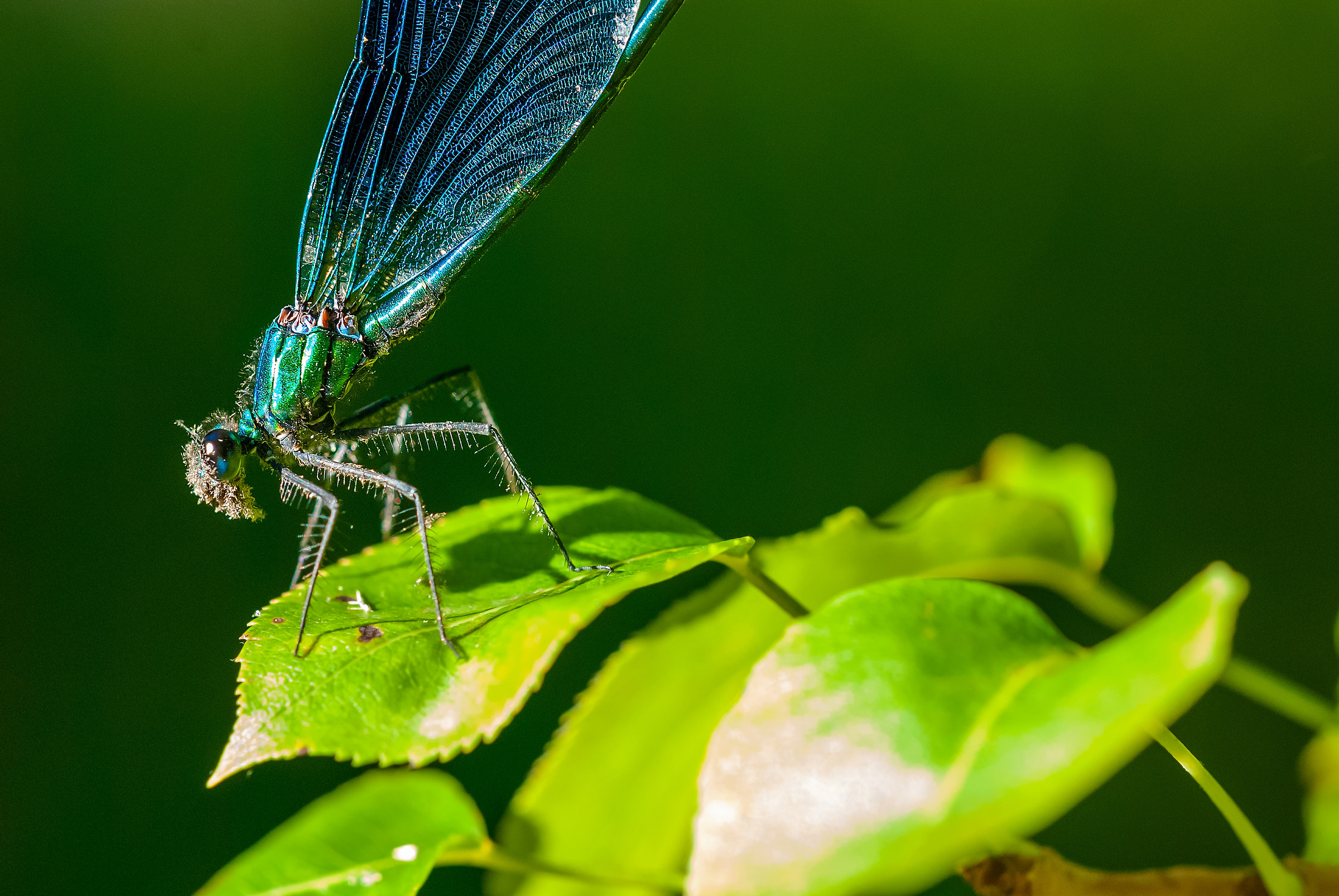 blue dragonfly...
