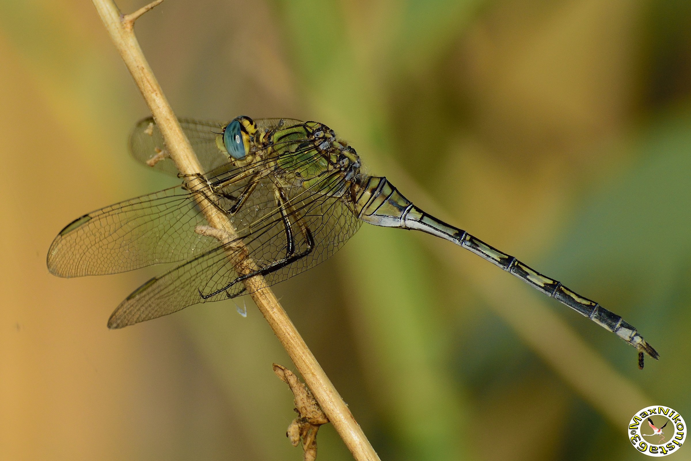 Solita dragonfly...