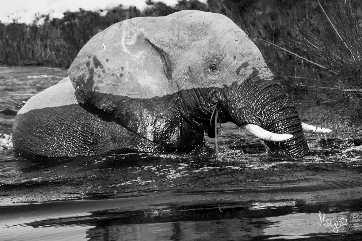 The elephant in the delta...