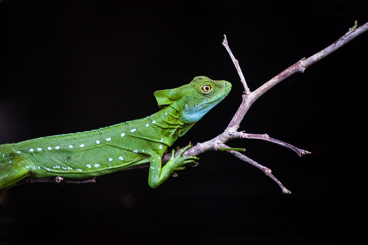 Green Iguana Costa Rica...