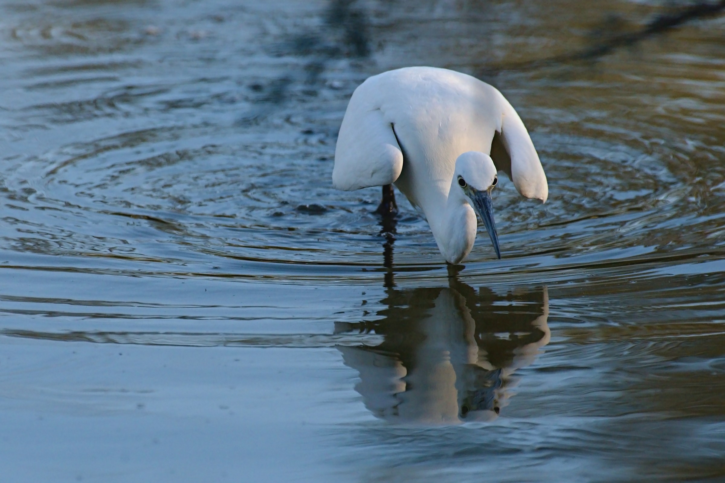 Egret hunting...