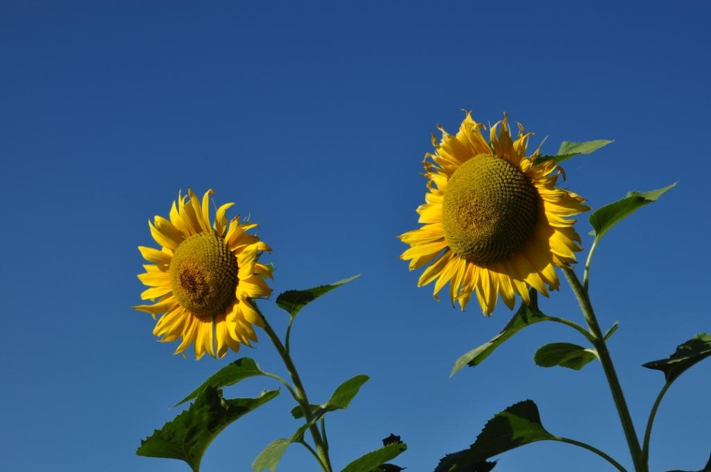 sunflowers...