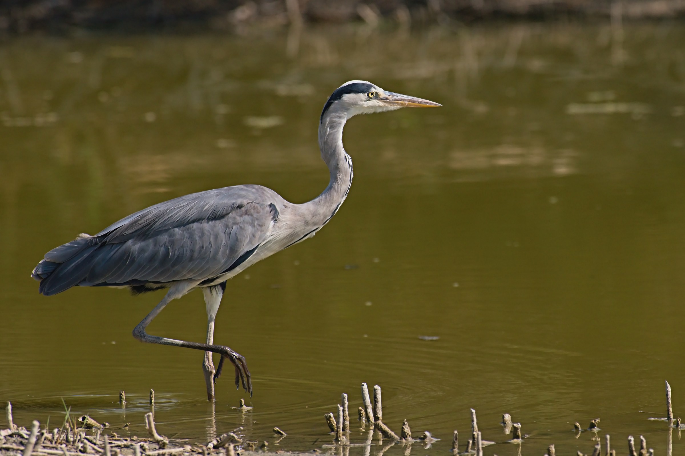 Ardea Cinerea...