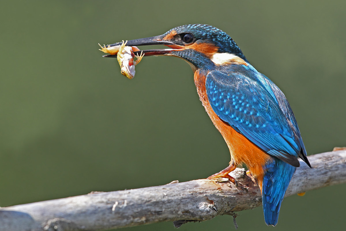 Kingfisher with frog...