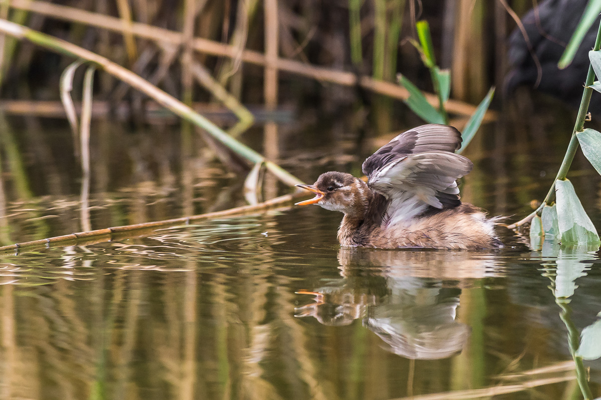 young little grebe...