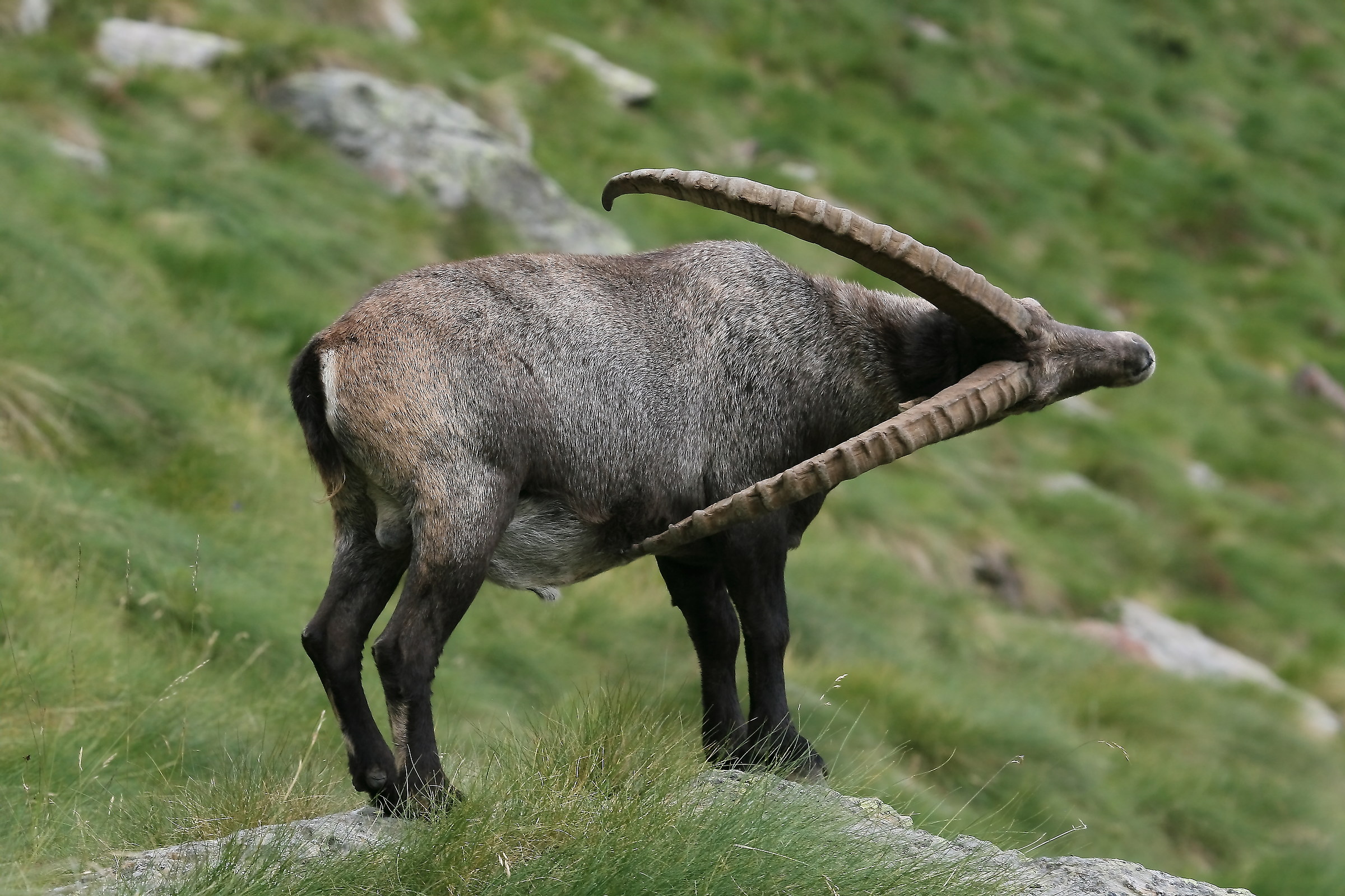 The arrow - Capra ibex...