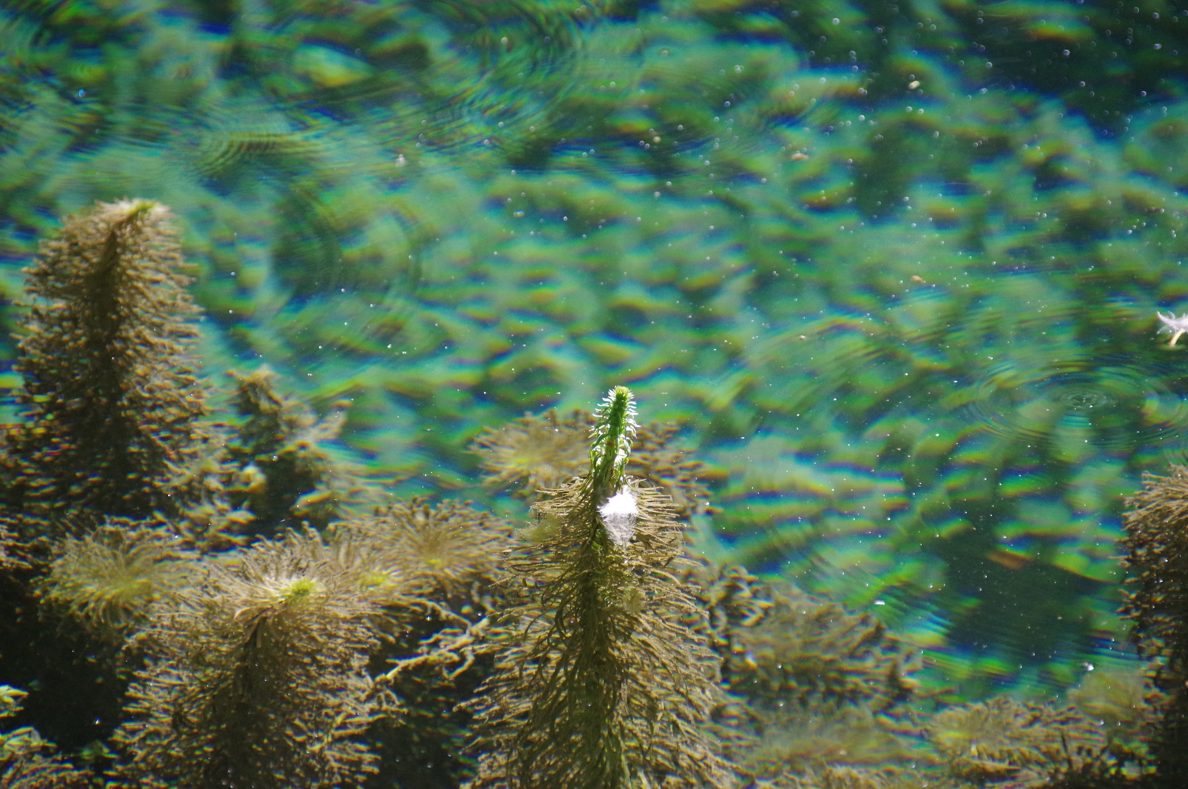 Clitunno sources: underwater flora that sticks out...