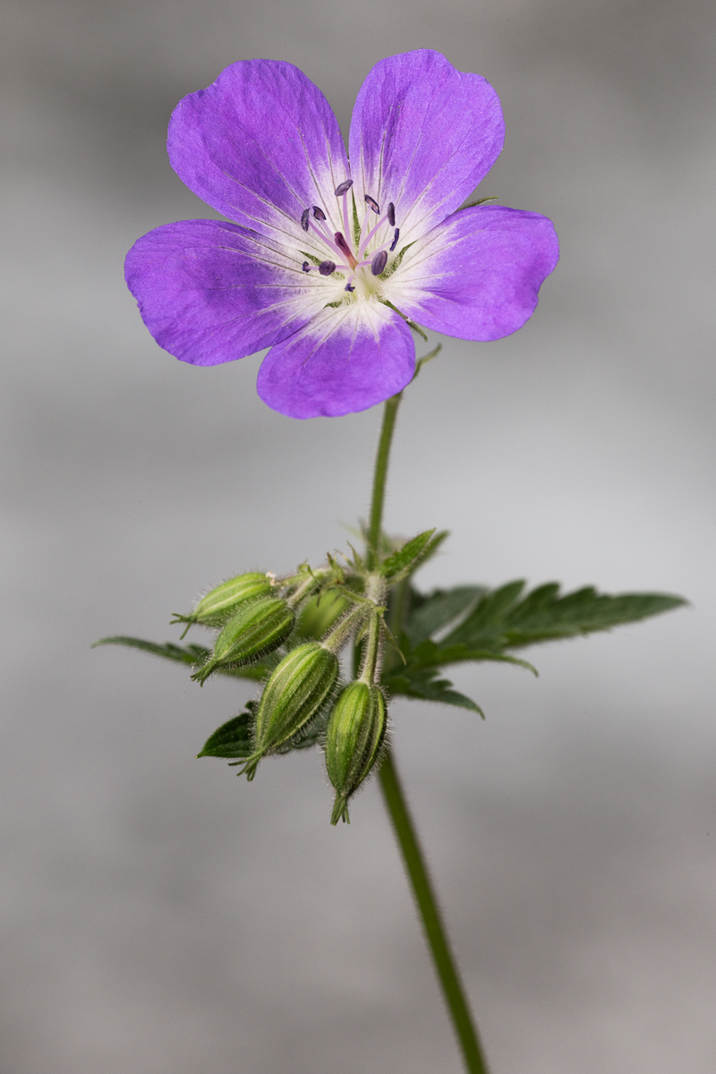 Geranio selvatico (Geranium sylvaticum)......