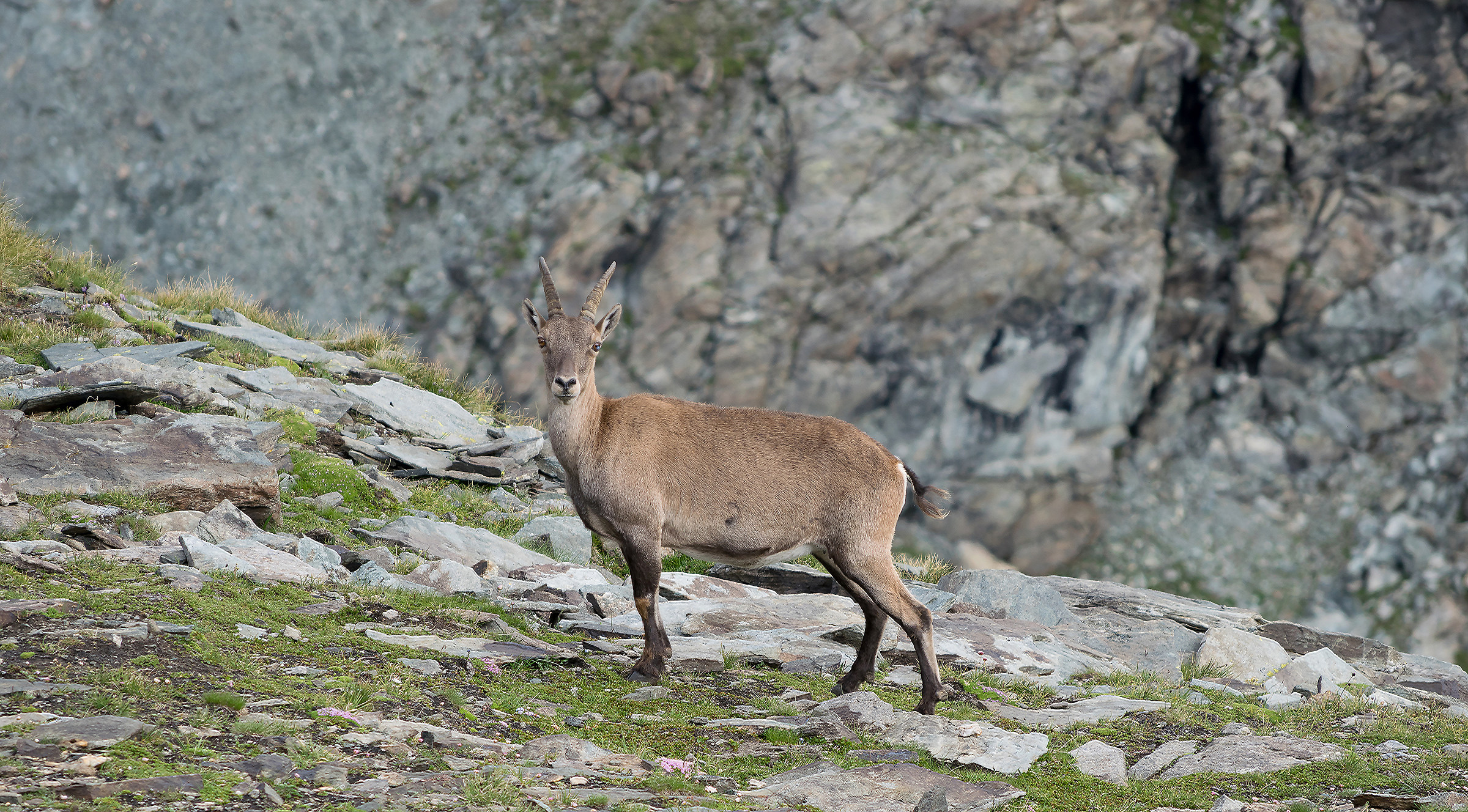 Capra ibex...