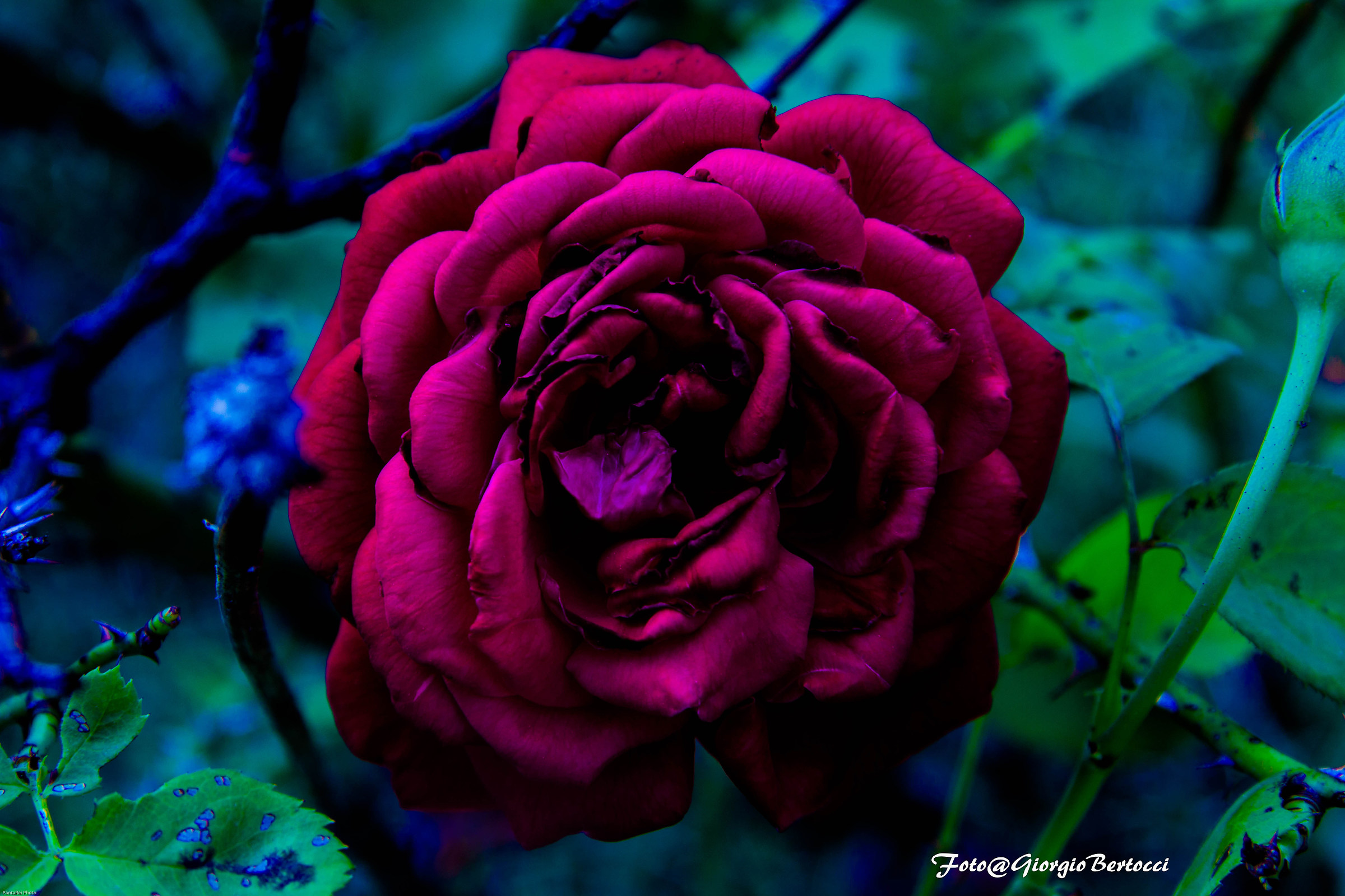 rosa del mio giardino...