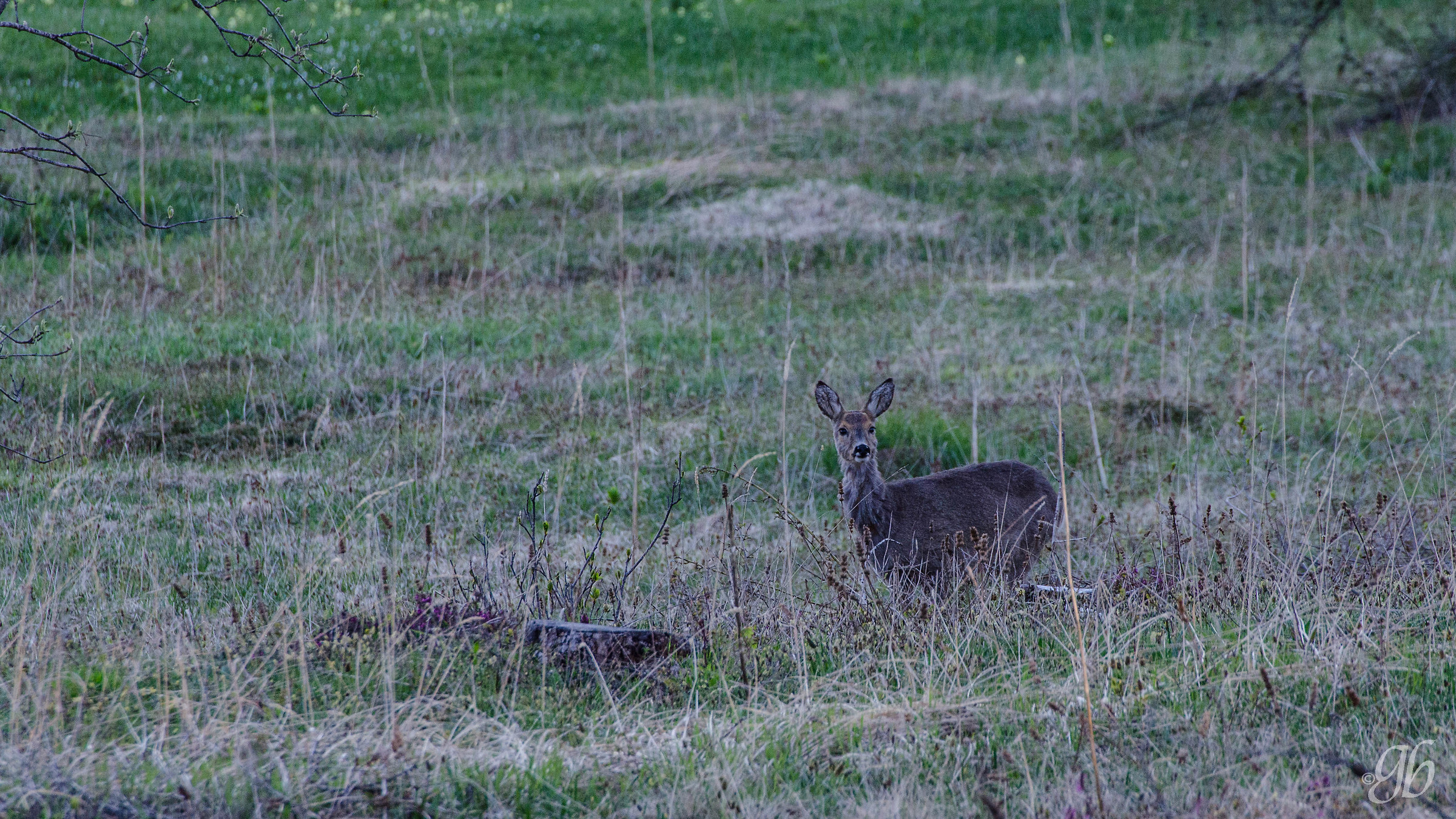 Alba in compagnia di un capriolo #2...
