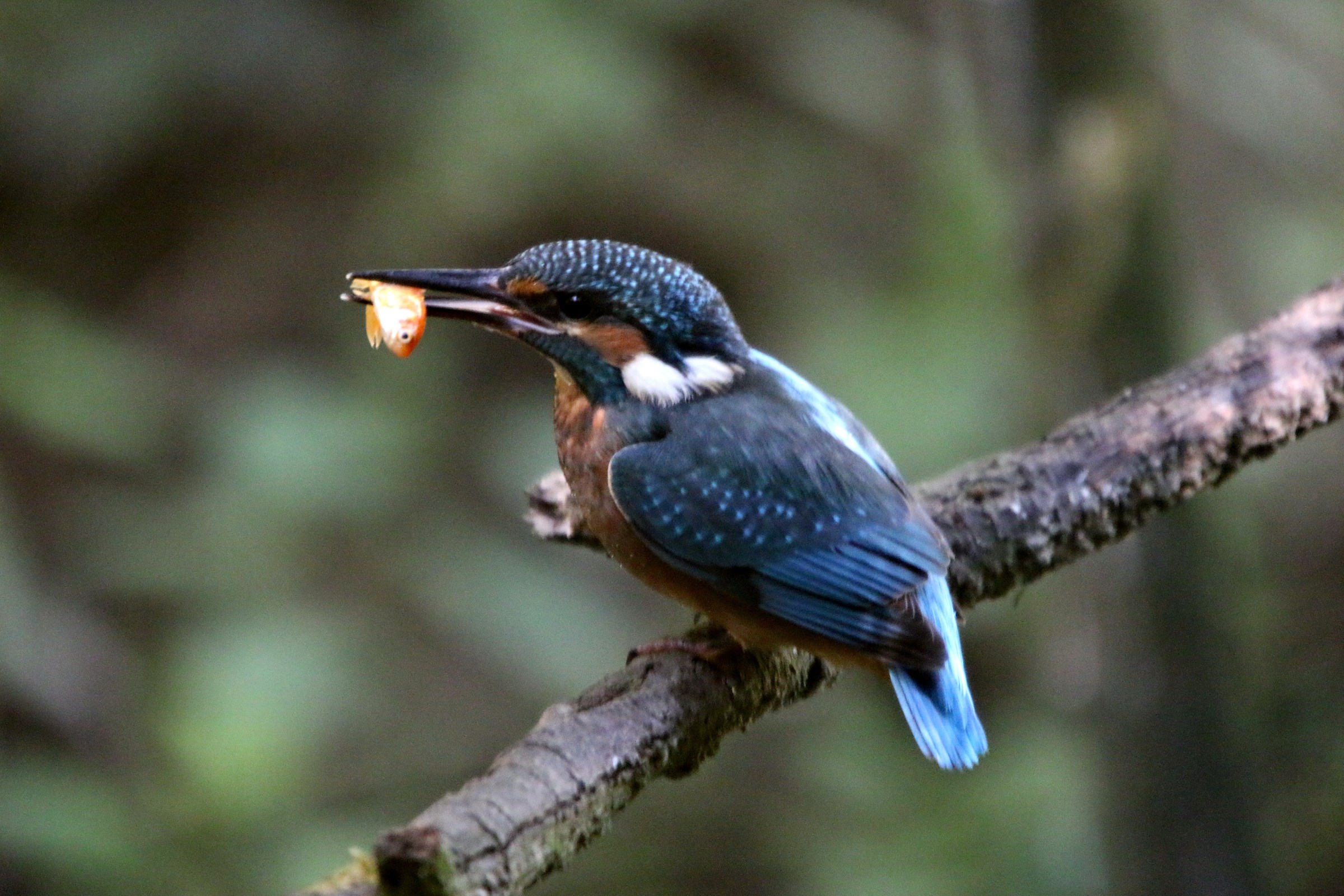 Kingfisher in action!...