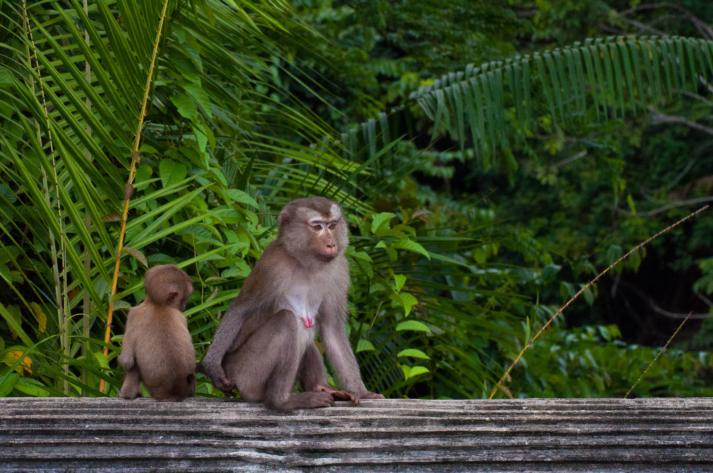 Group of macaques, Khao Yai NP...