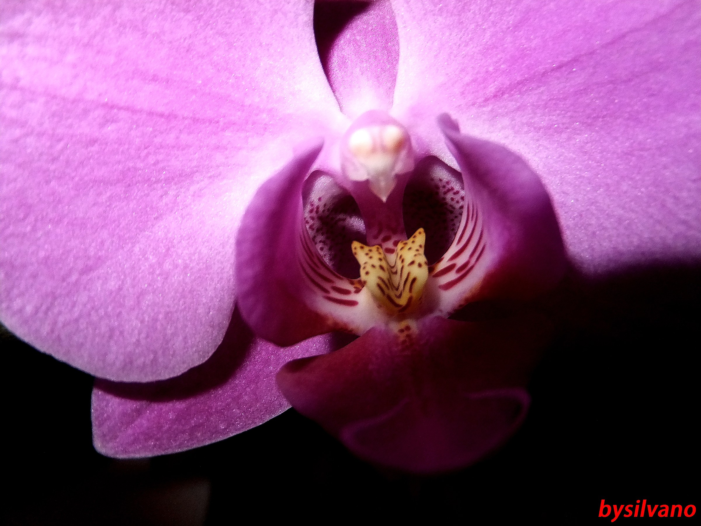 nel cuore dell'orchidea...