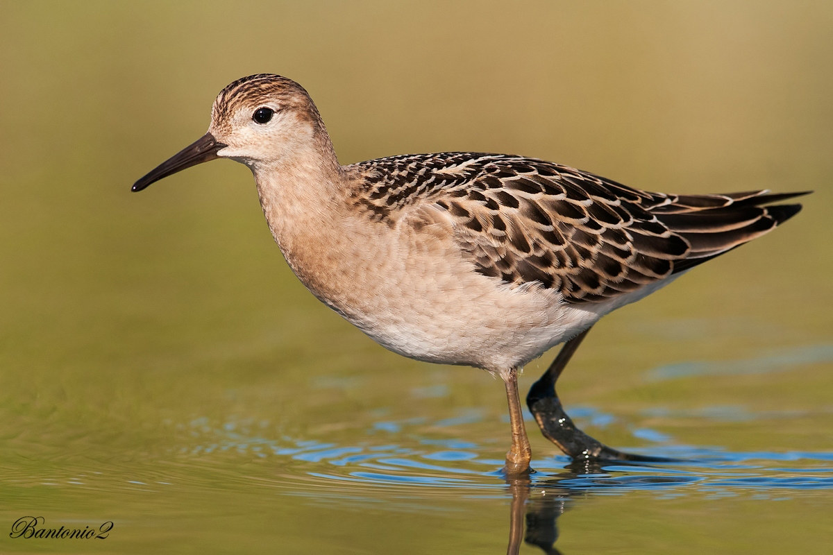 Combattente (Philomachus pugnax)....