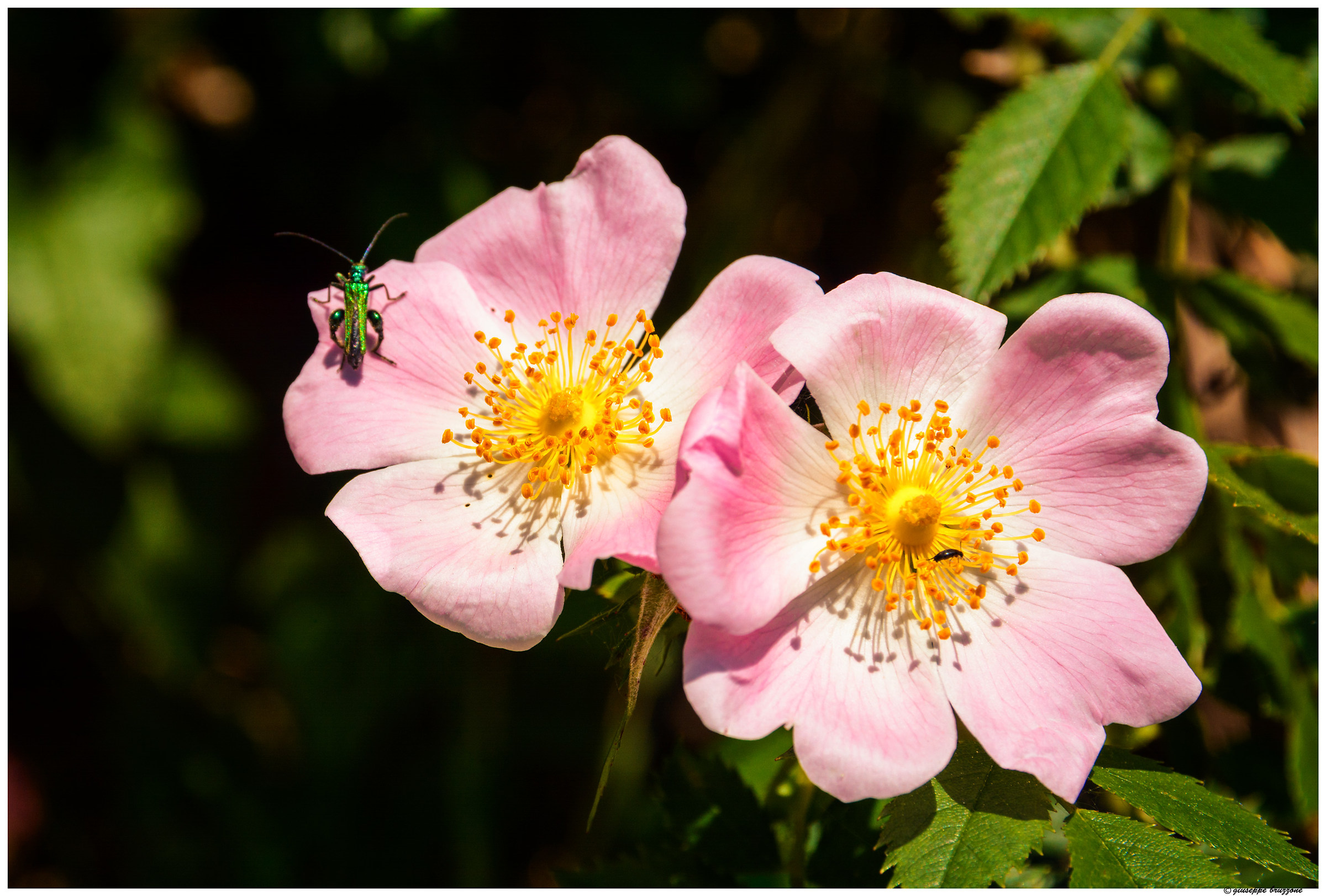 Rosa Canina...