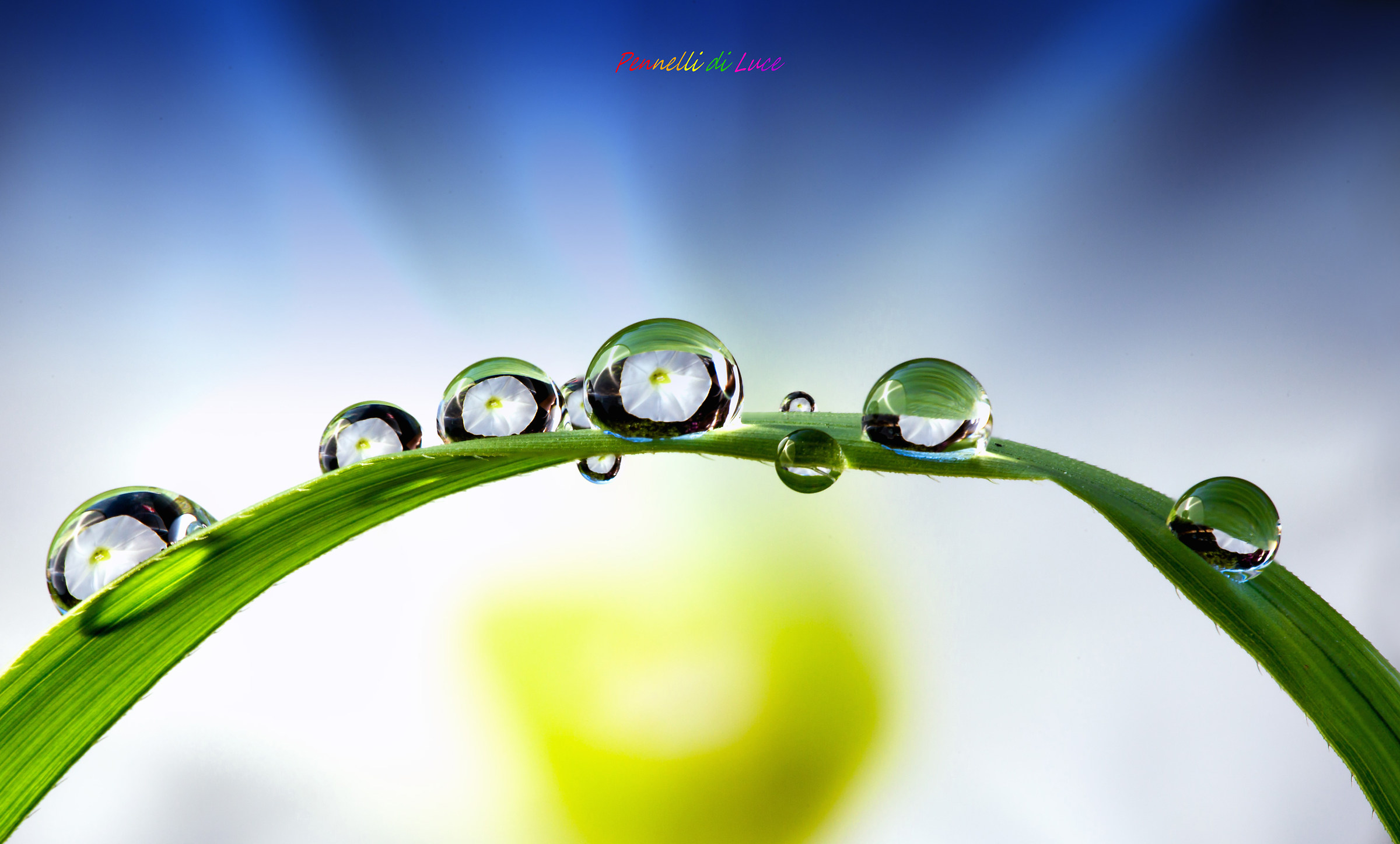 ... Droplets of dew ......