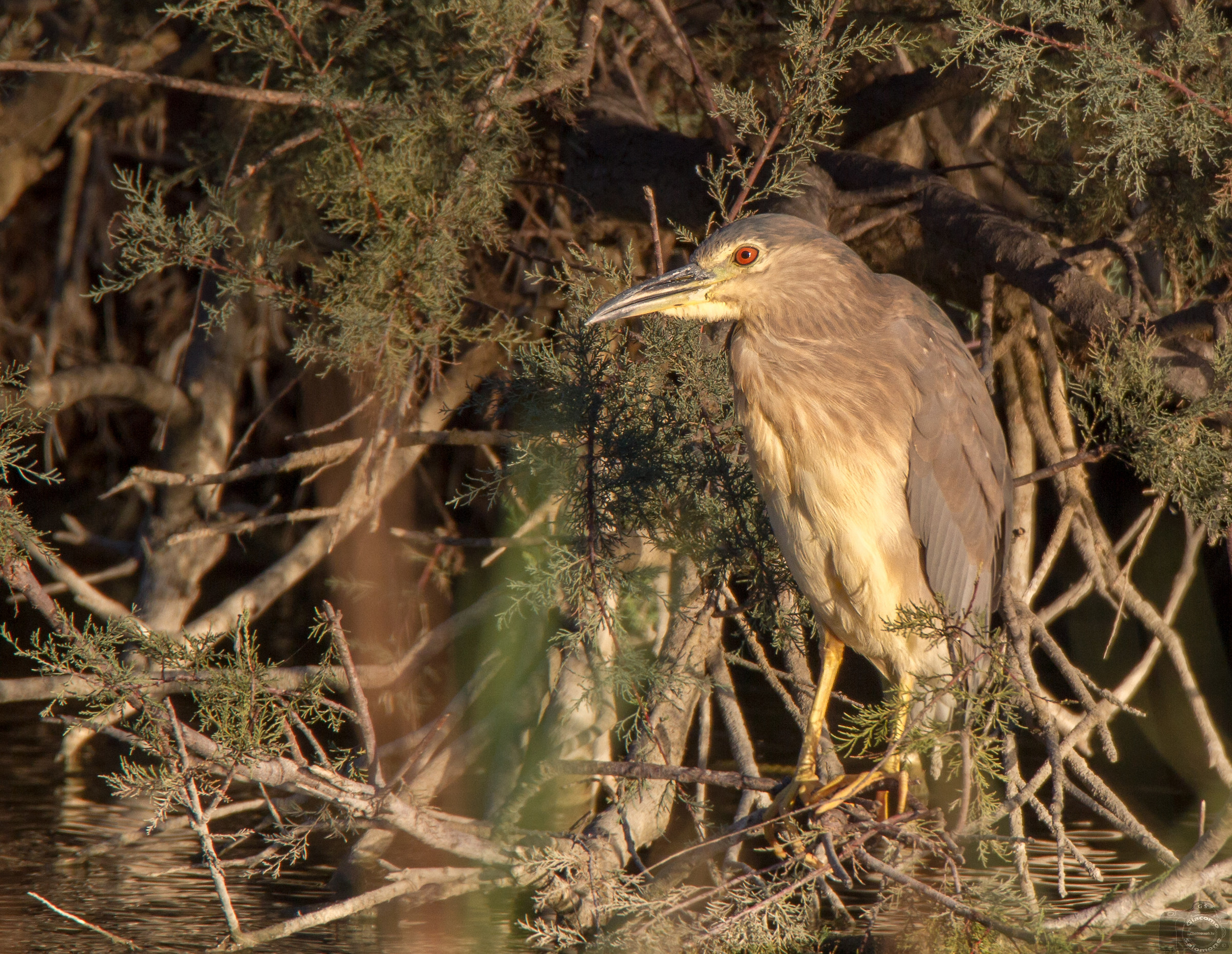 Young Black Crowned Night Heron...