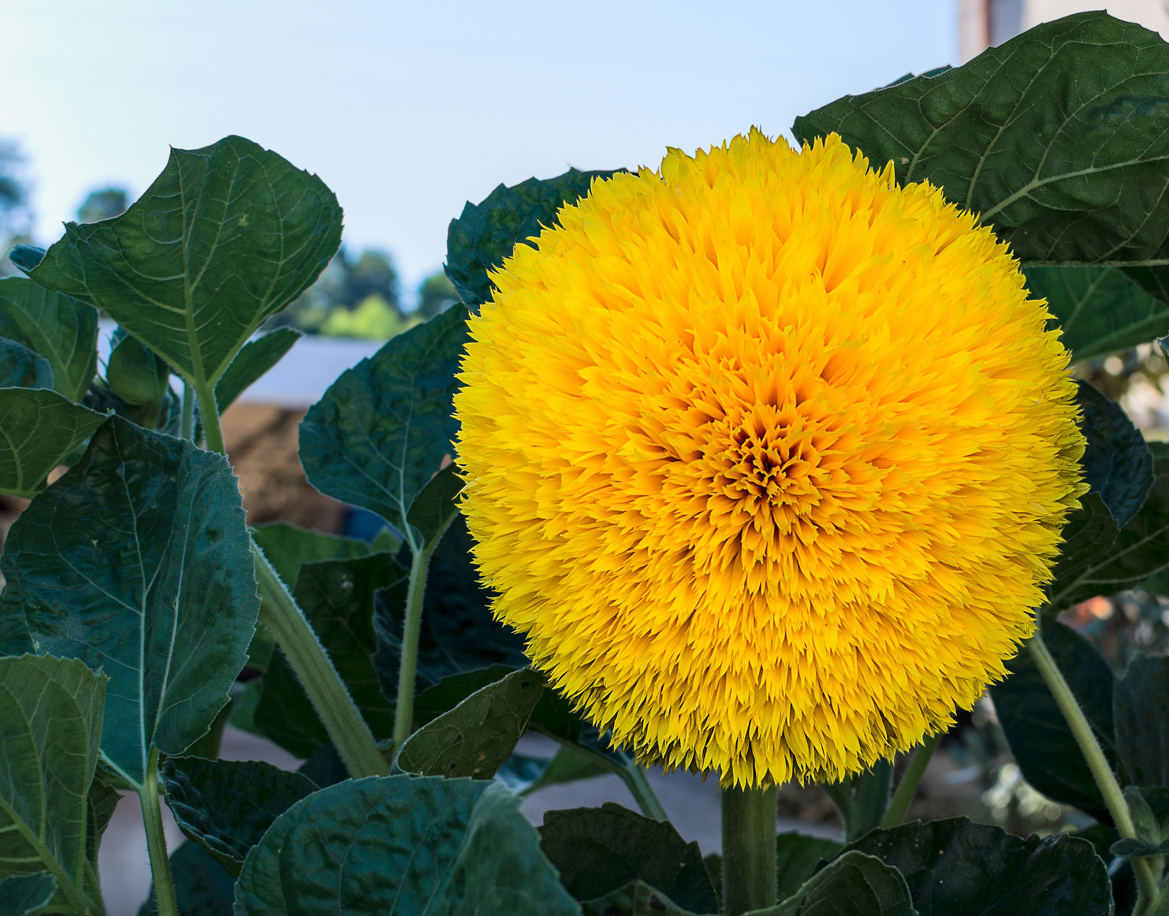 Garden Sunflower...