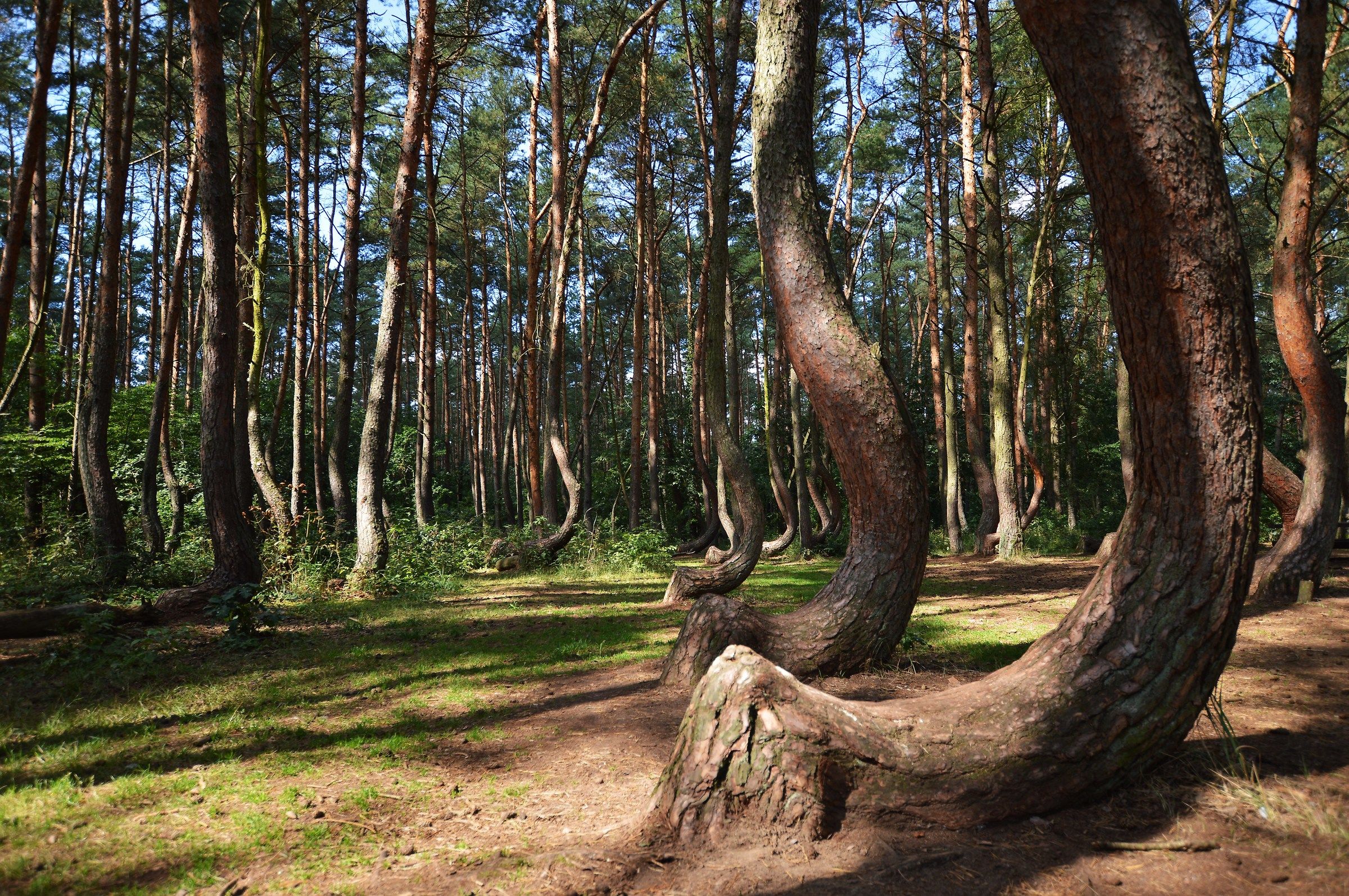 The forest of curved trees...