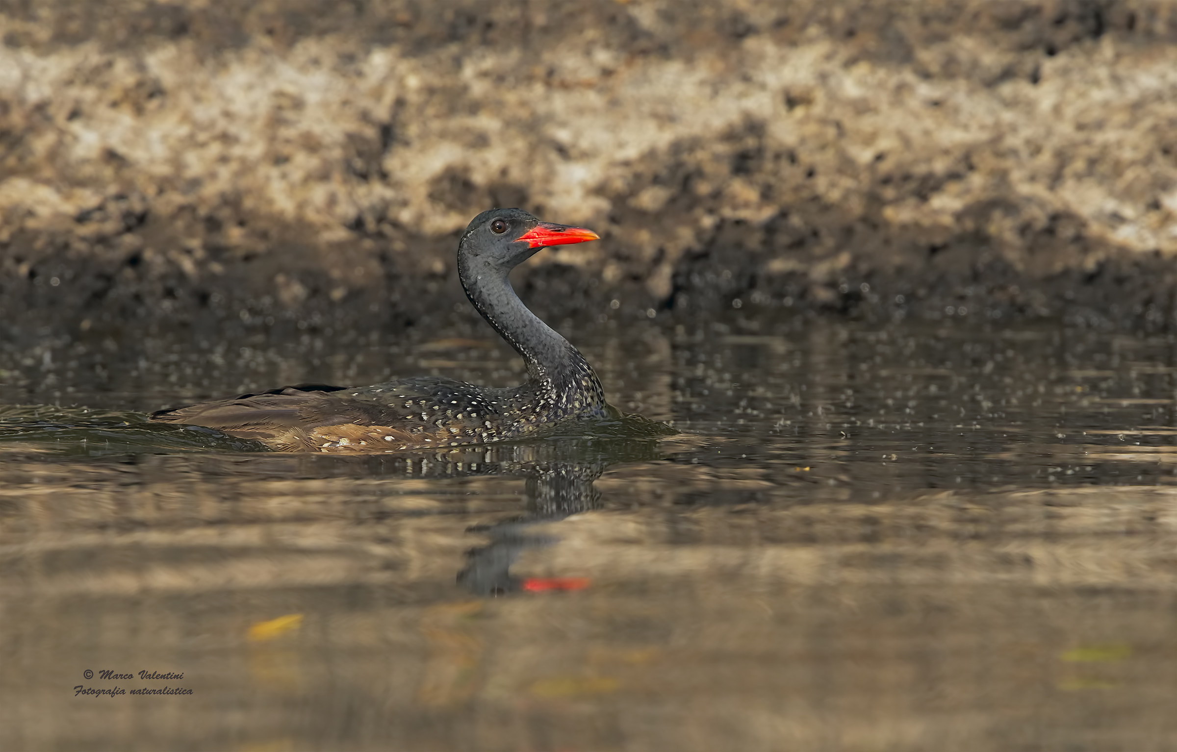 African finfoot - 3...