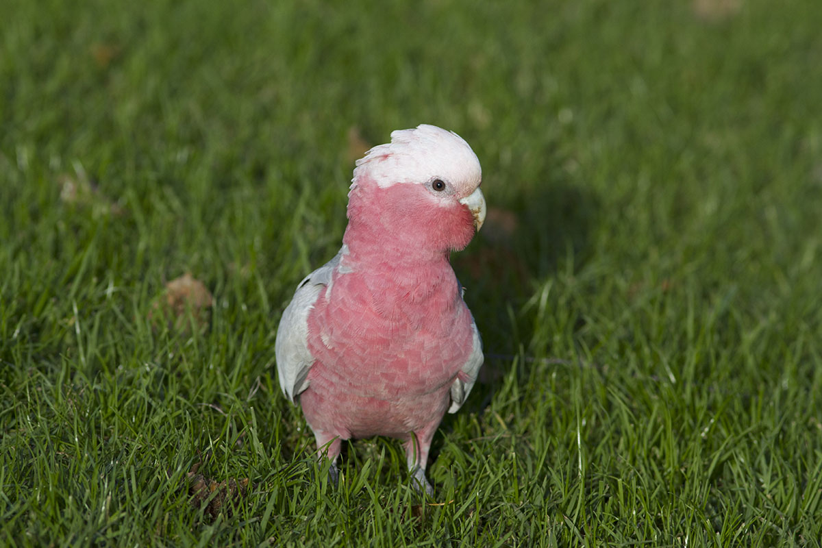parrots pink...