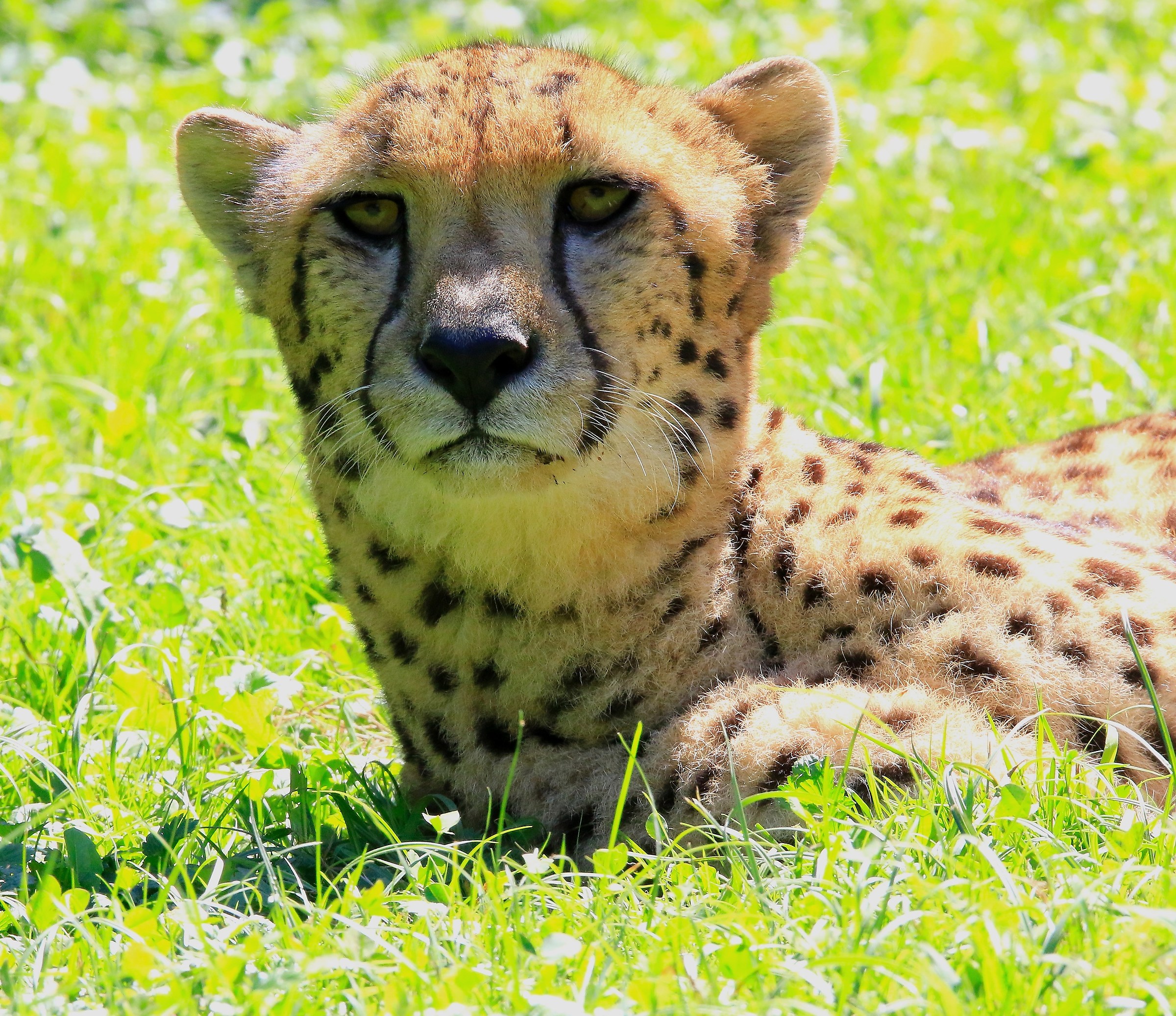 Cheetah !...