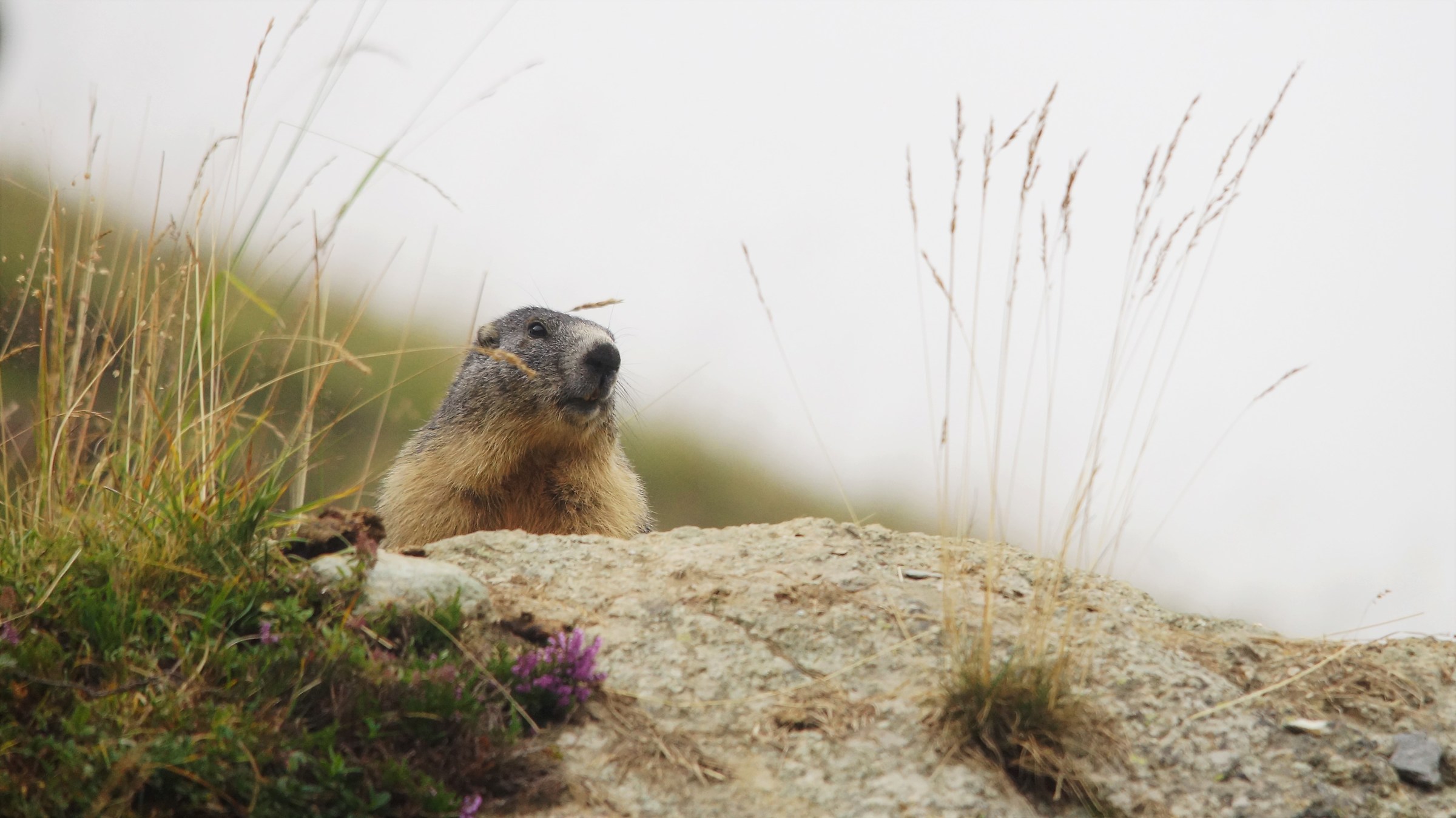 marmotta alpetto...