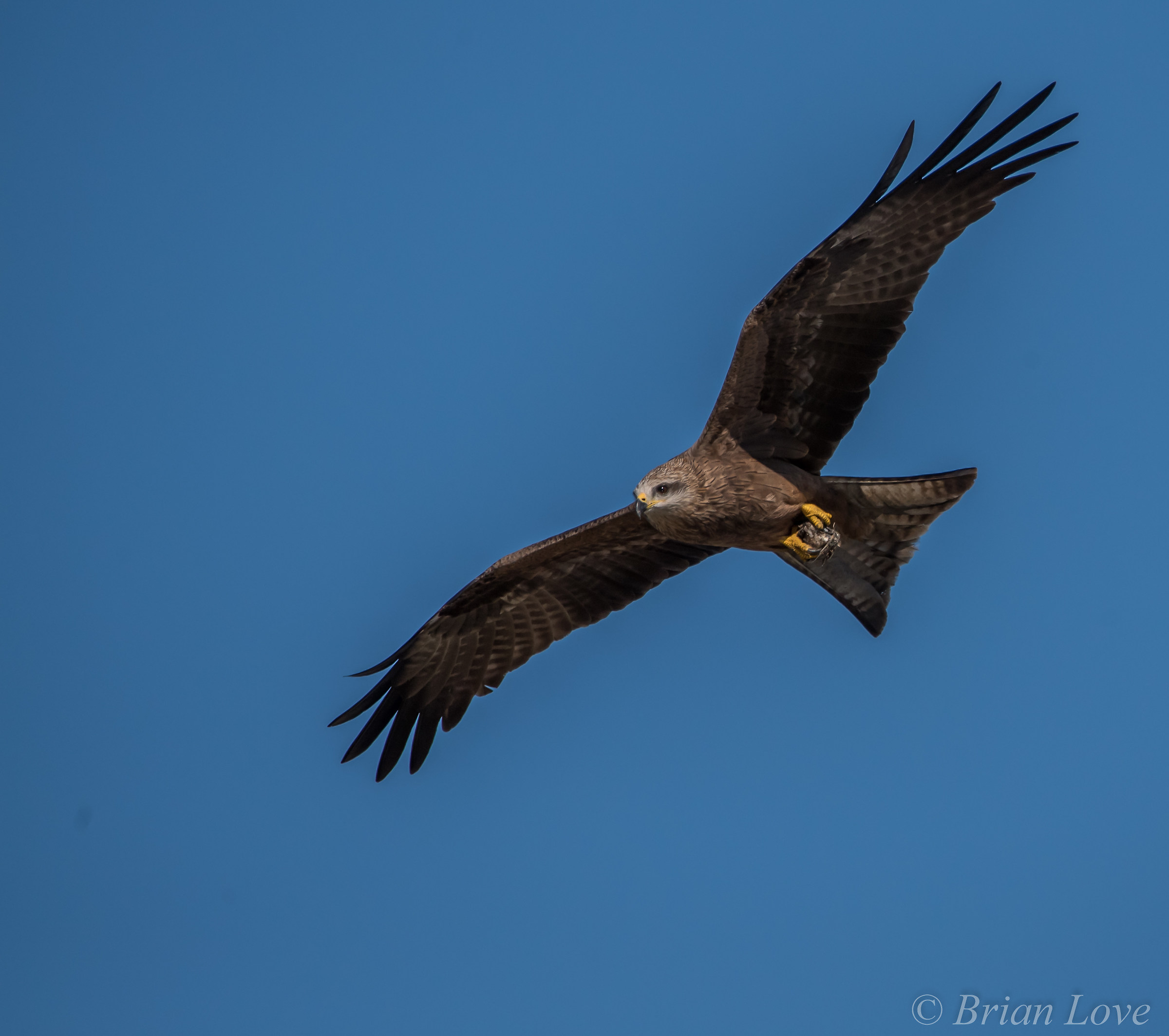 Black Kite - Milvus migrans...