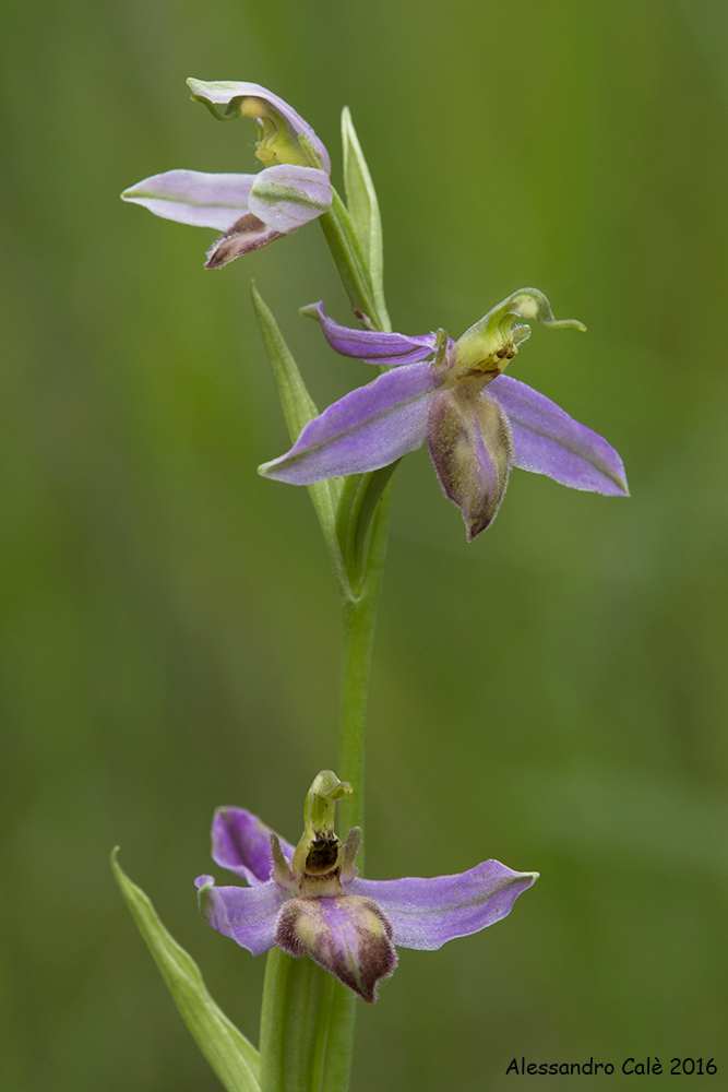 Bee Ophrys var. tilaventina 2184...