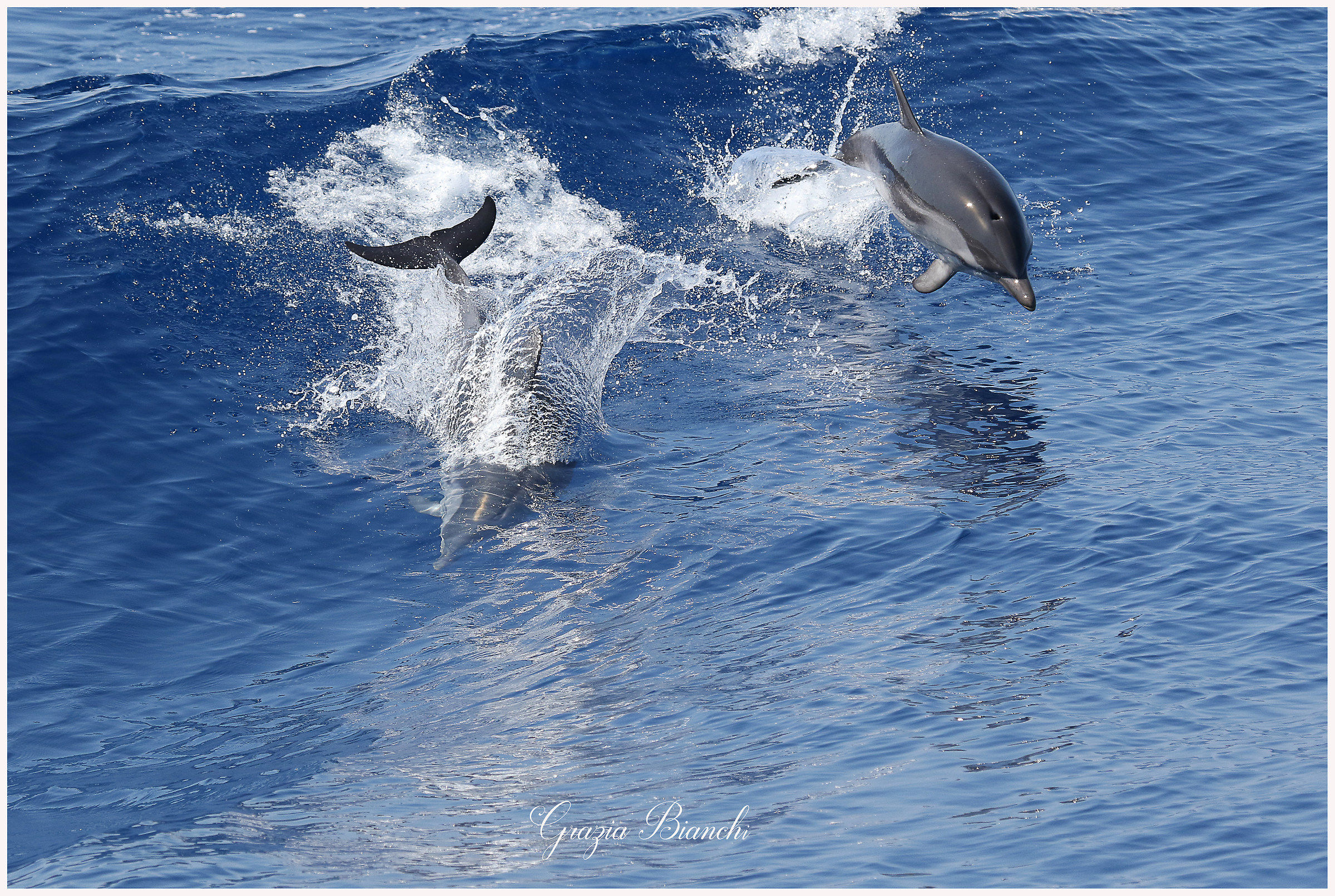 Striped dolphins - Sanctuaries ocetacei...